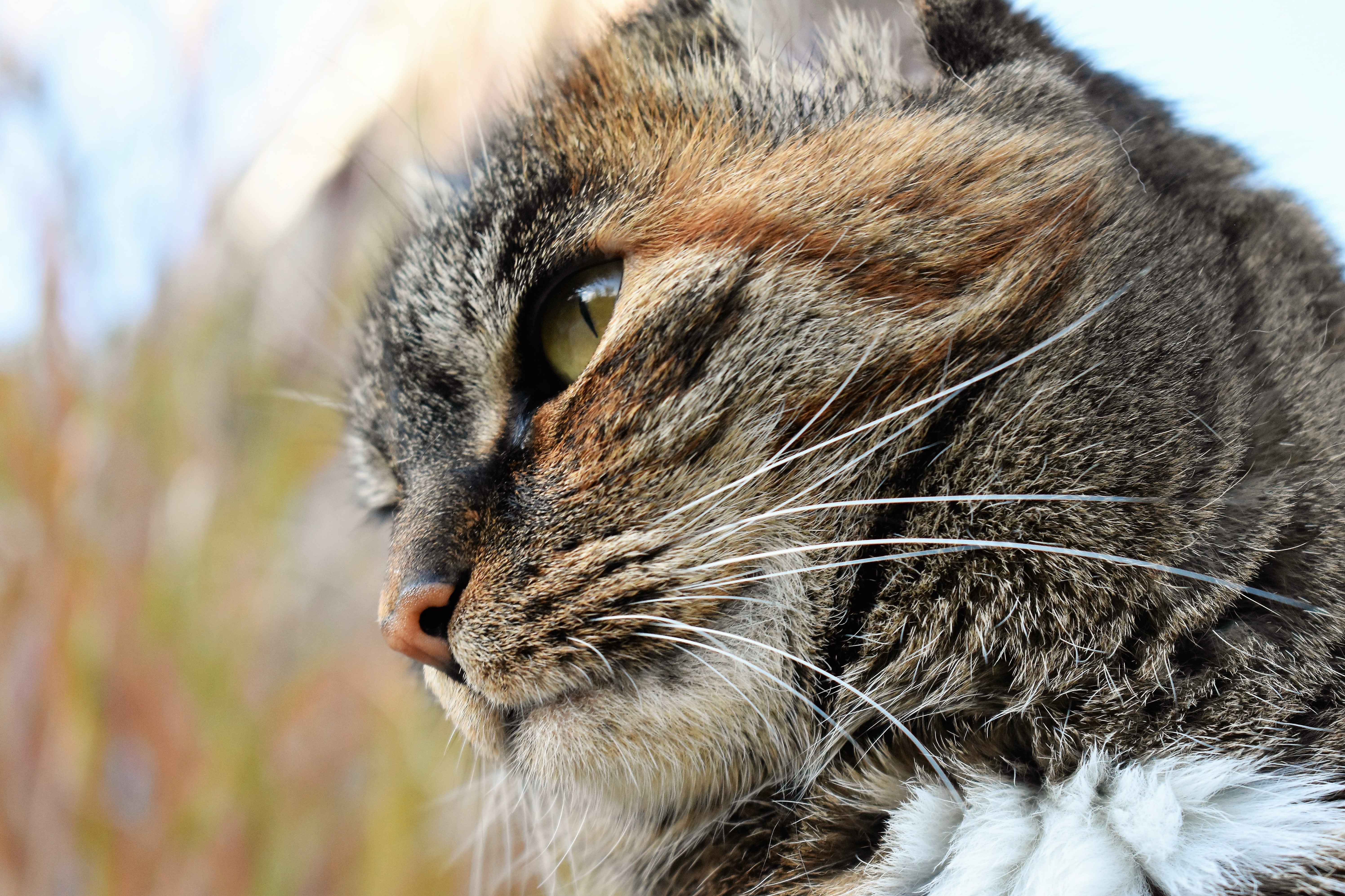Laden Sie das Tiere, Katzen, Katze, Nahansicht-Bild kostenlos auf Ihren PC-Desktop herunter