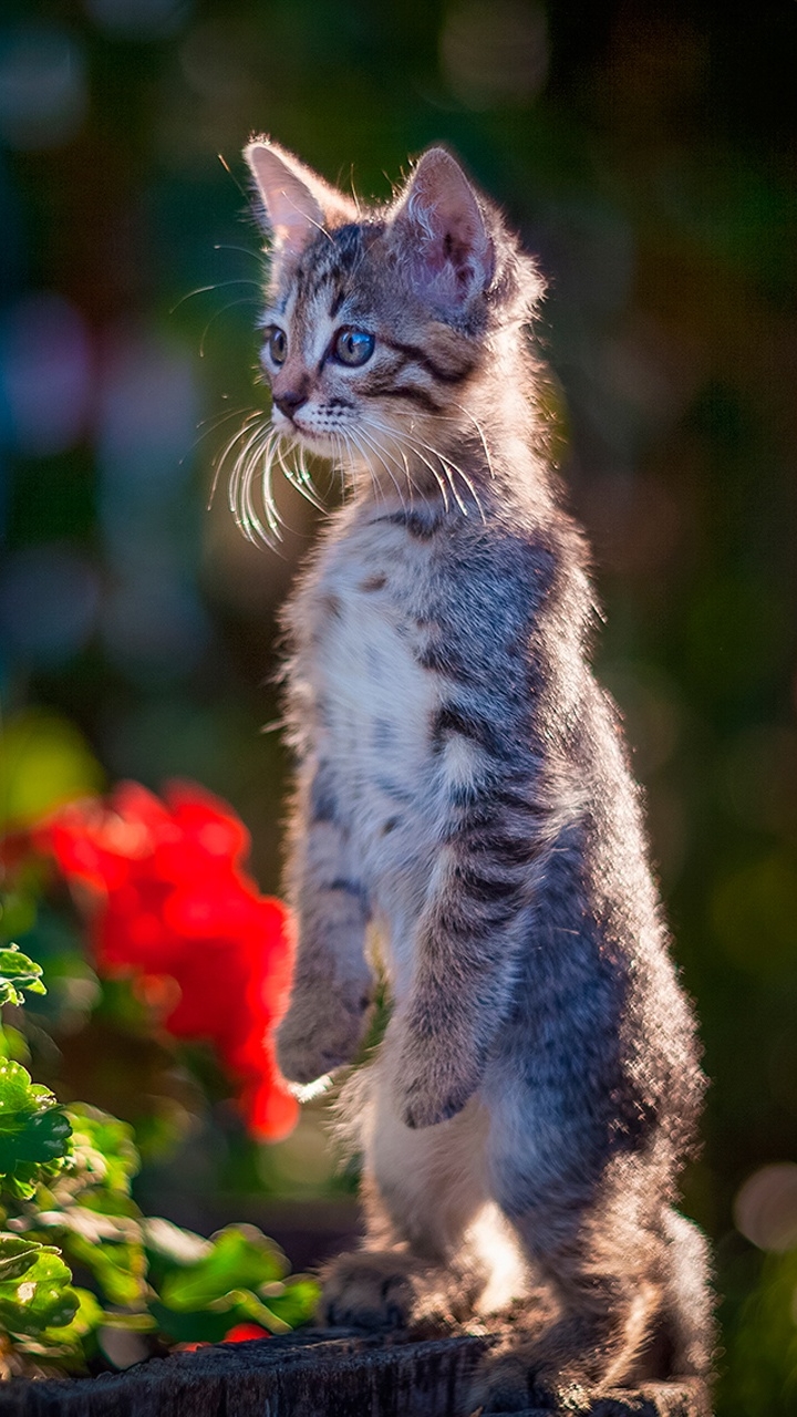 Handy-Wallpaper Tiere, Katzen, Katze, Kätzchen, Bokeh, Tierbaby kostenlos herunterladen.