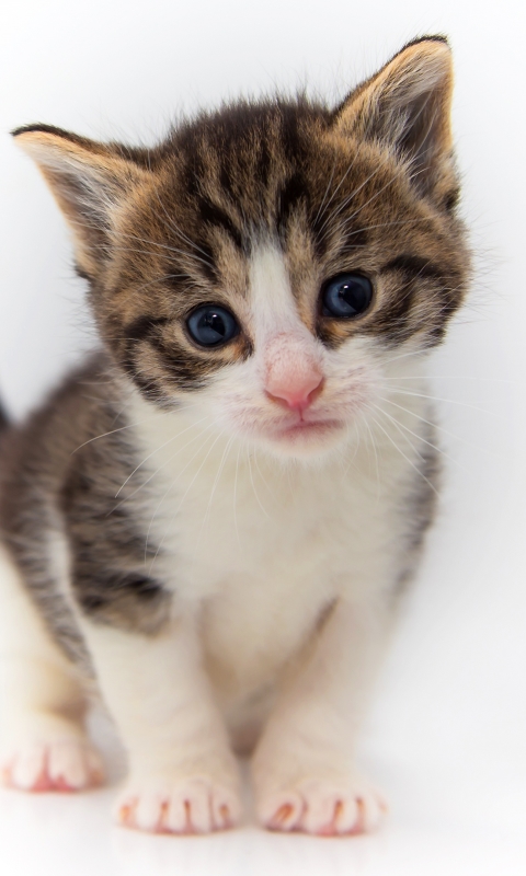 Handy-Wallpaper Tiere, Katzen, Katze, Kätzchen kostenlos herunterladen.