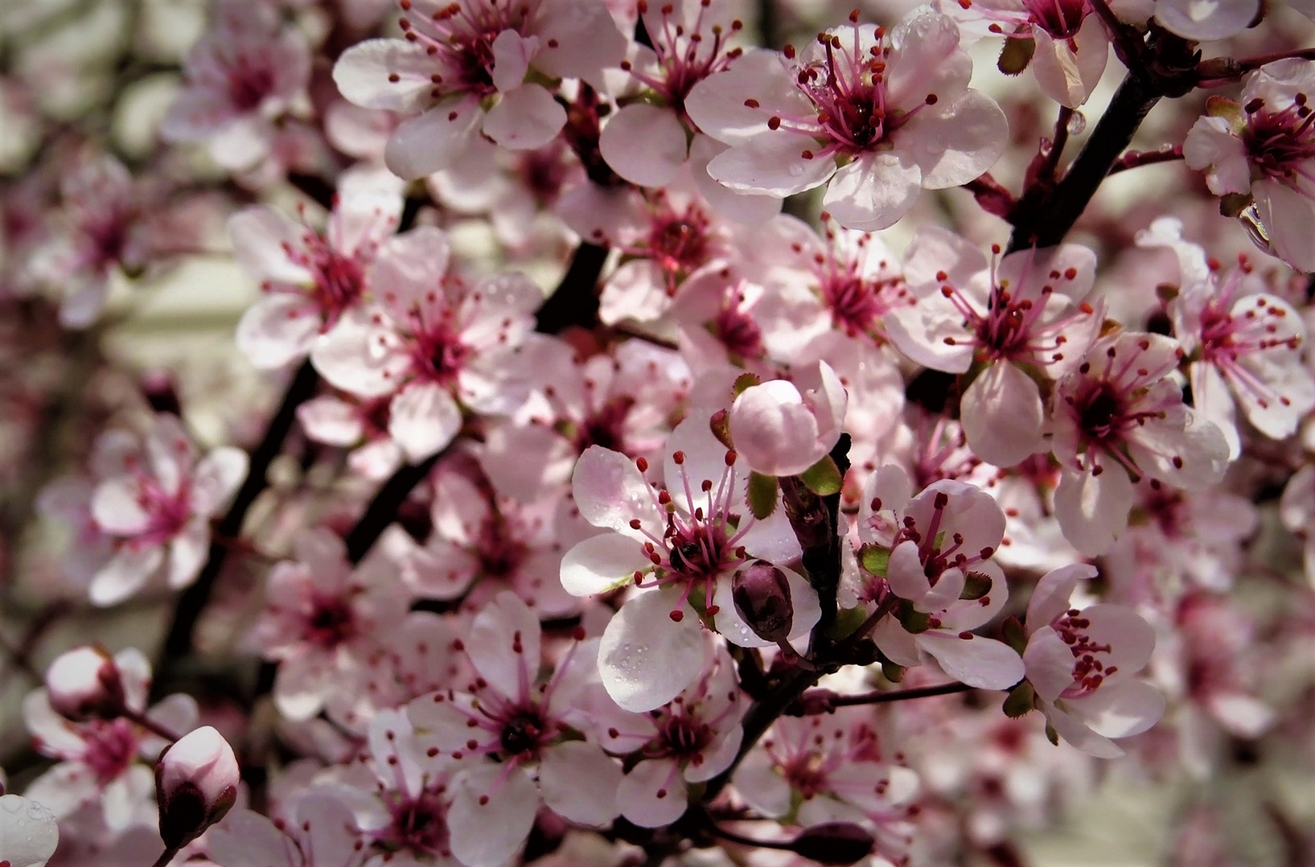 Скачать обои бесплатно Цветок, Весна, Цвести, Земля/природа, Розовый Цветок, Флауэрсы картинка на рабочий стол ПК