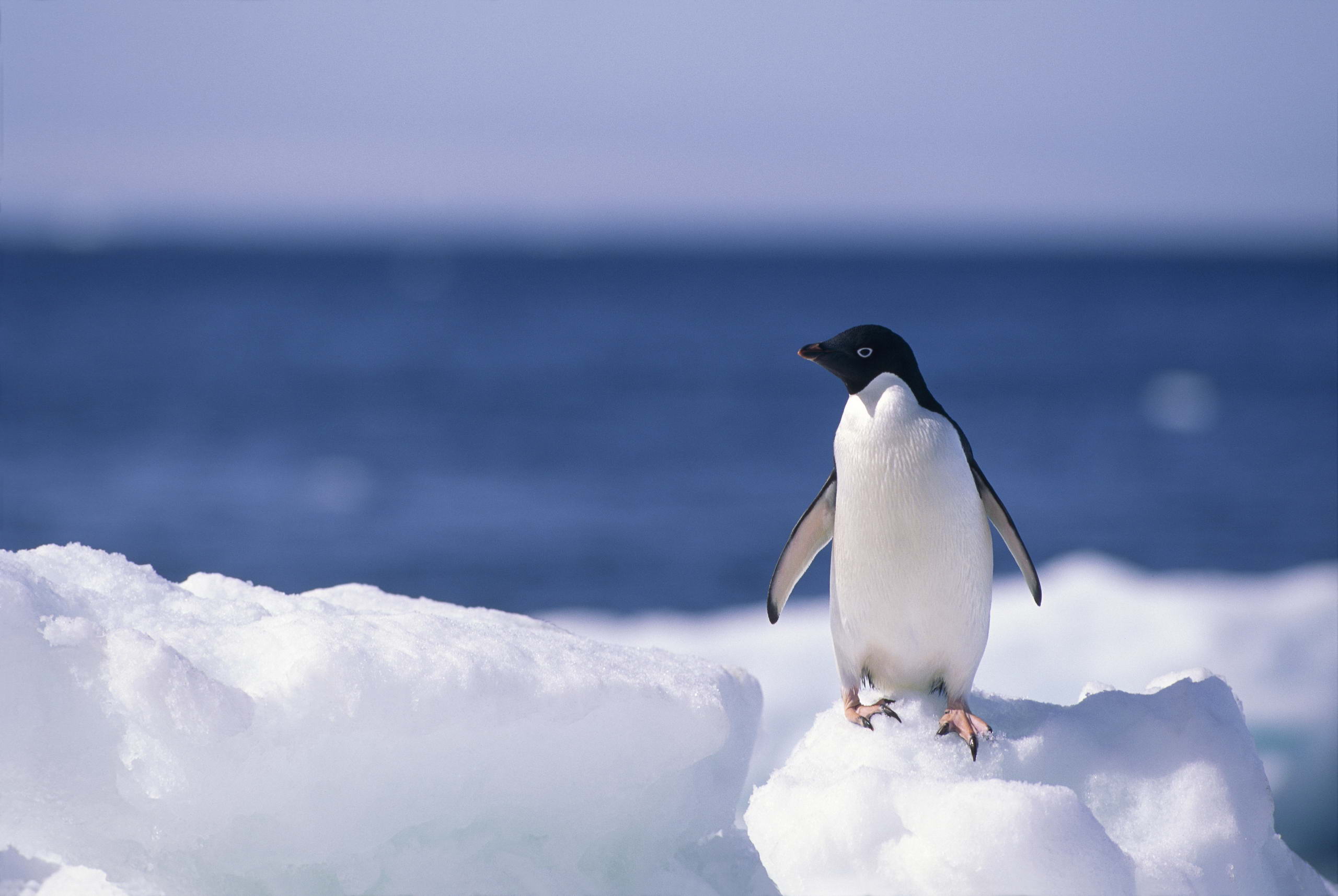 Descarga gratuita de fondo de pantalla para móvil de Pingüino, Ave, Aves, Animales.