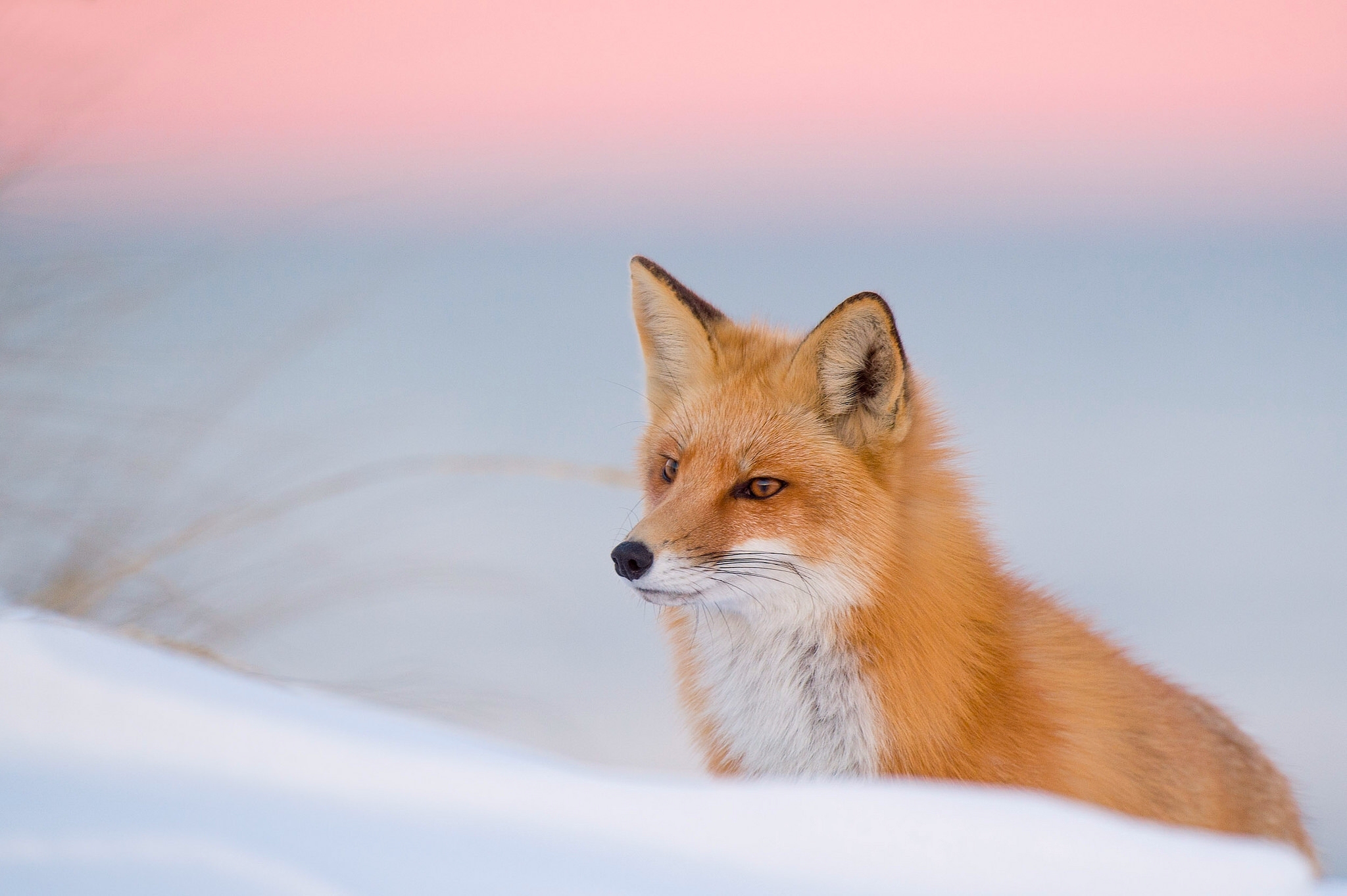 red fox, animal, fox, winter