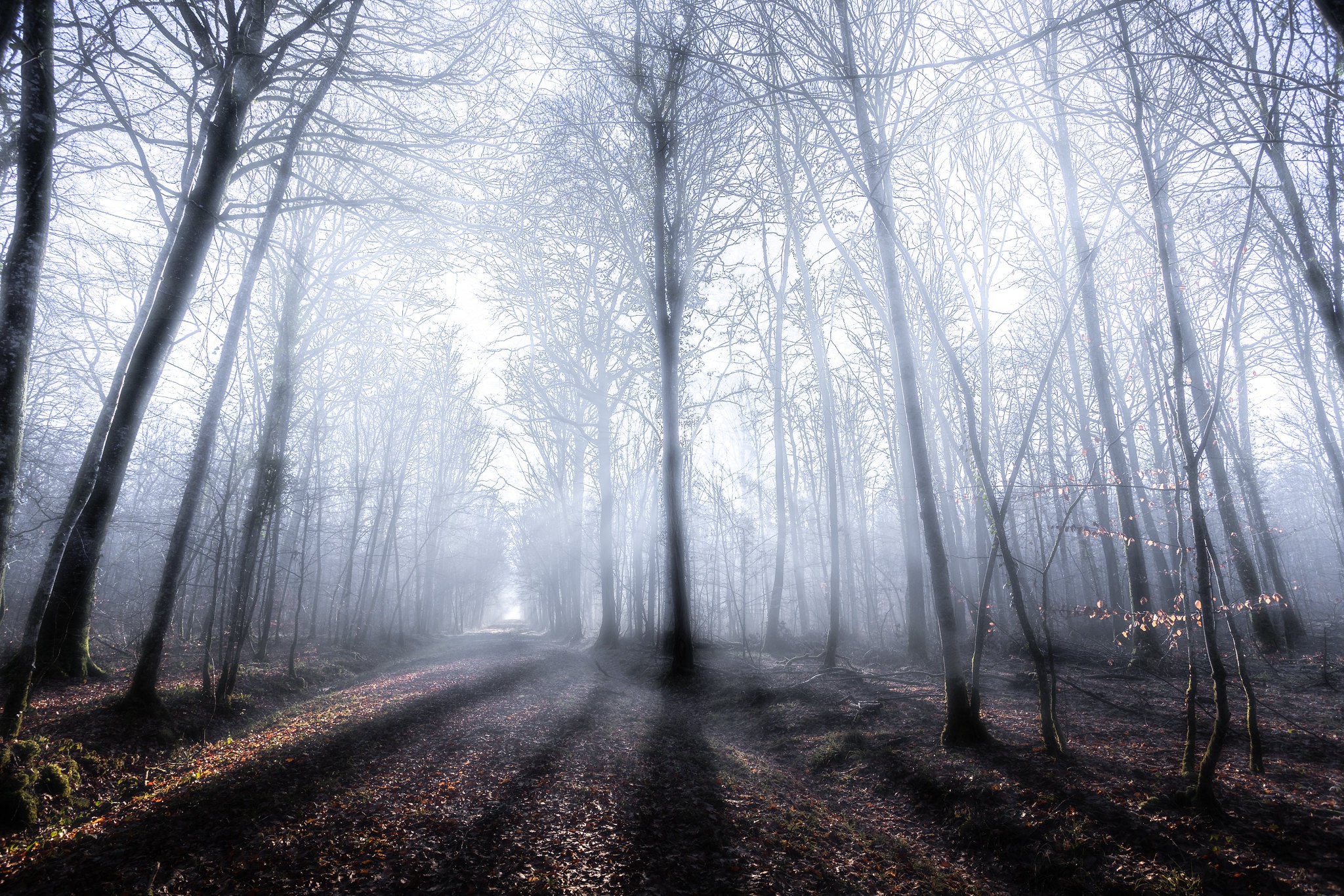 Descarga gratuita de fondo de pantalla para móvil de Naturaleza, Bosque, Niebla, Tierra/naturaleza.