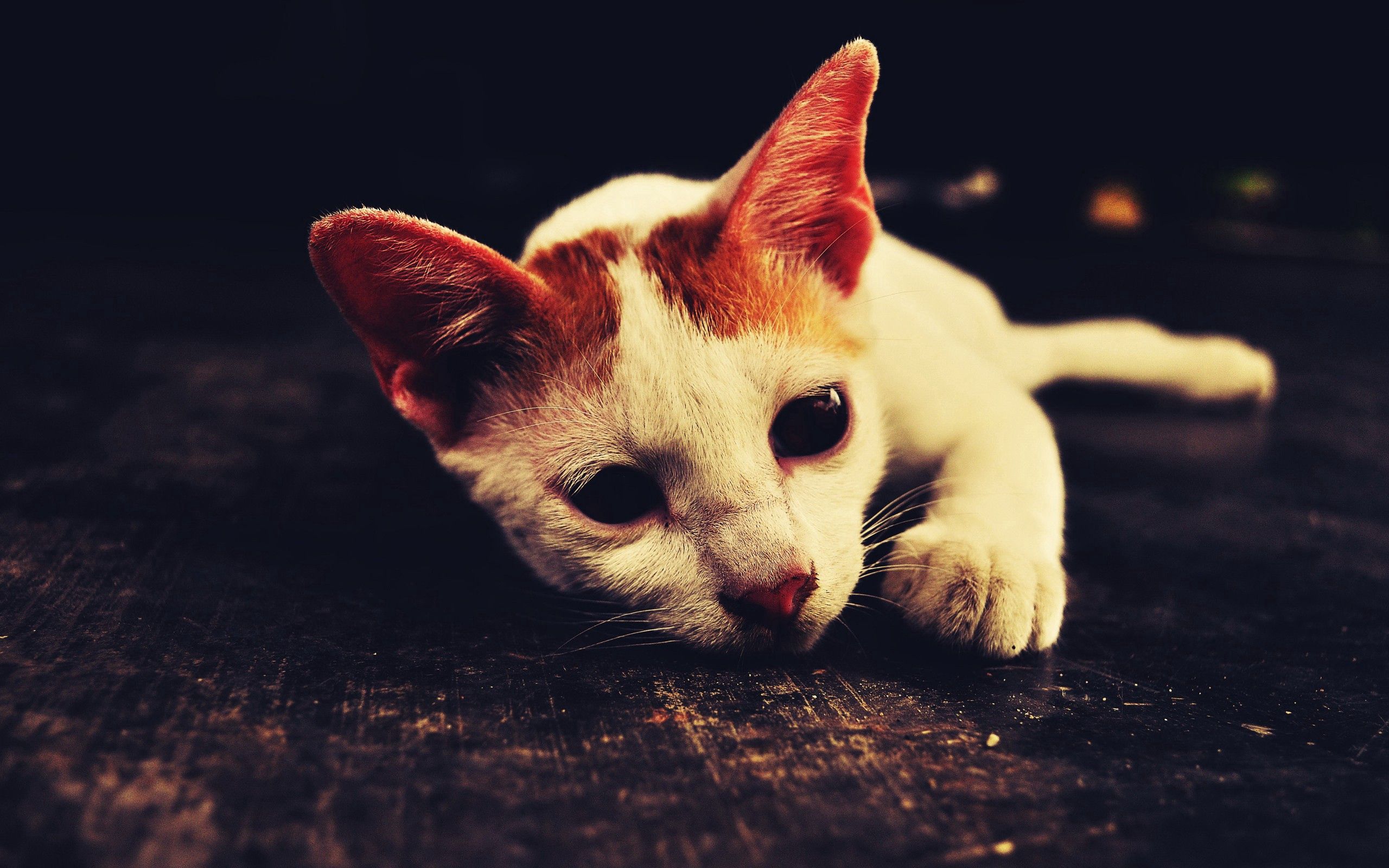 Download mobile wallpaper Lie, Animals, To Lie Down, Muzzle, Shadow, Cat, Sorrow, Sadness for free.