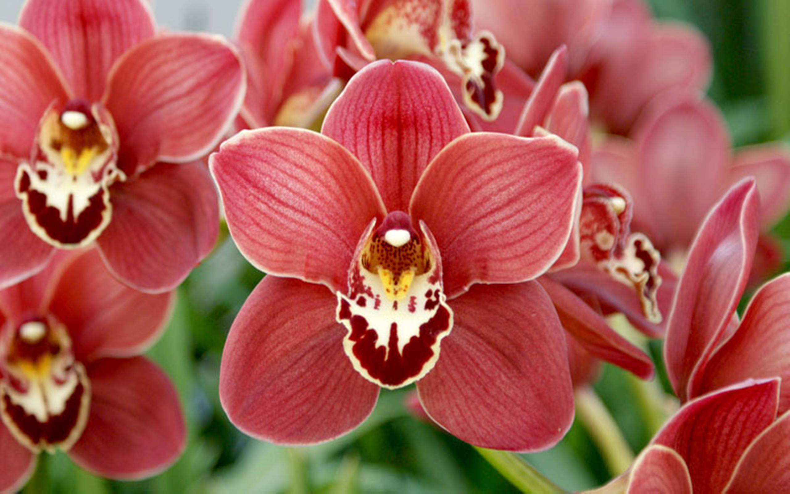 Laden Sie das Blumen, Blume, Nahansicht, Orchidee, Erde/natur, Pinke Blume-Bild kostenlos auf Ihren PC-Desktop herunter