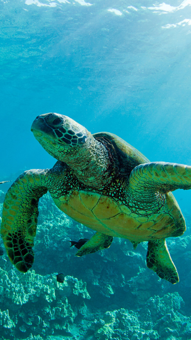 Handy-Wallpaper Tiere, Hawaii, Schildkröte, Meeresschildkröte, Schildkröten kostenlos herunterladen.