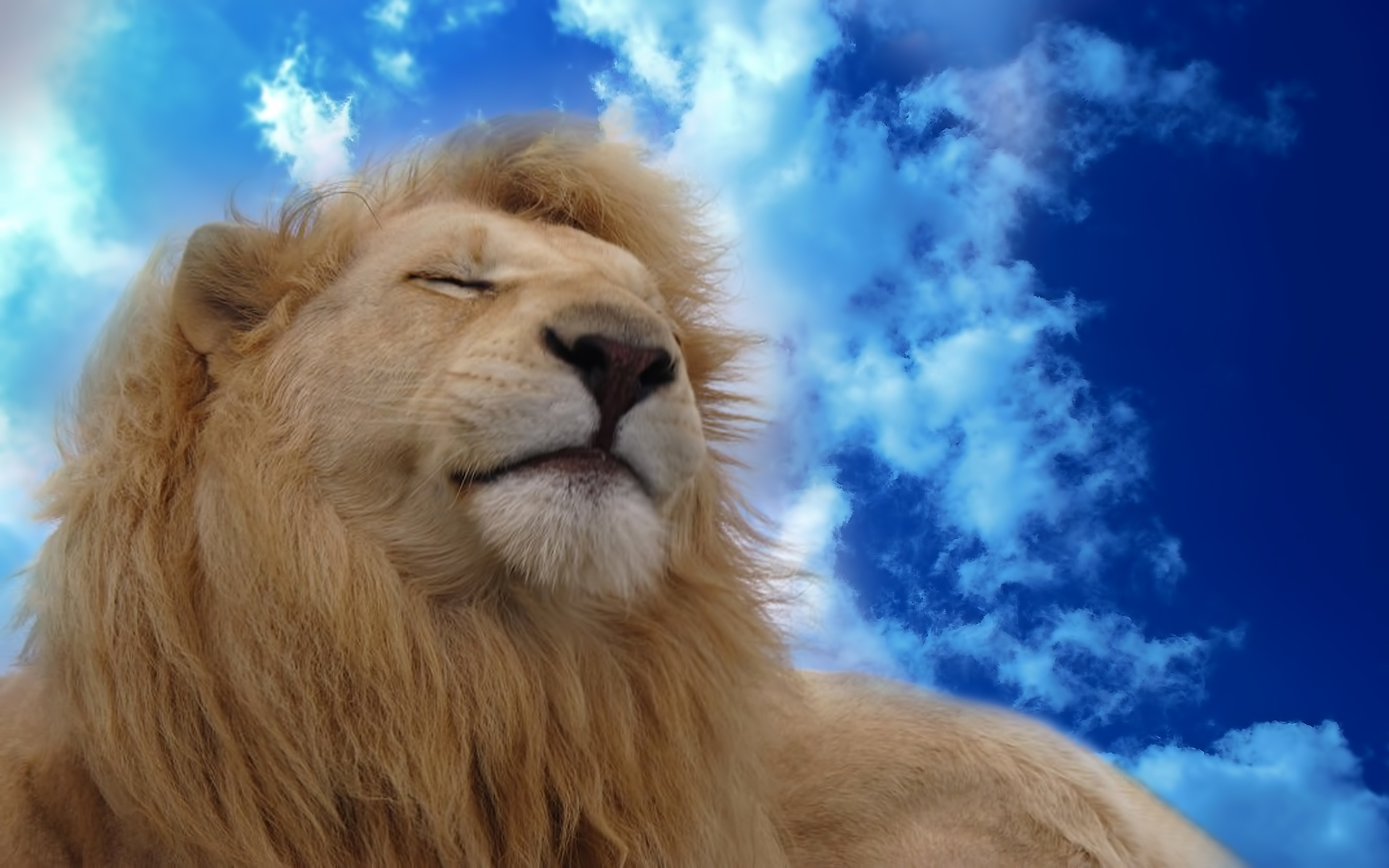 Free download wallpaper Animals, Lions on your PC desktop