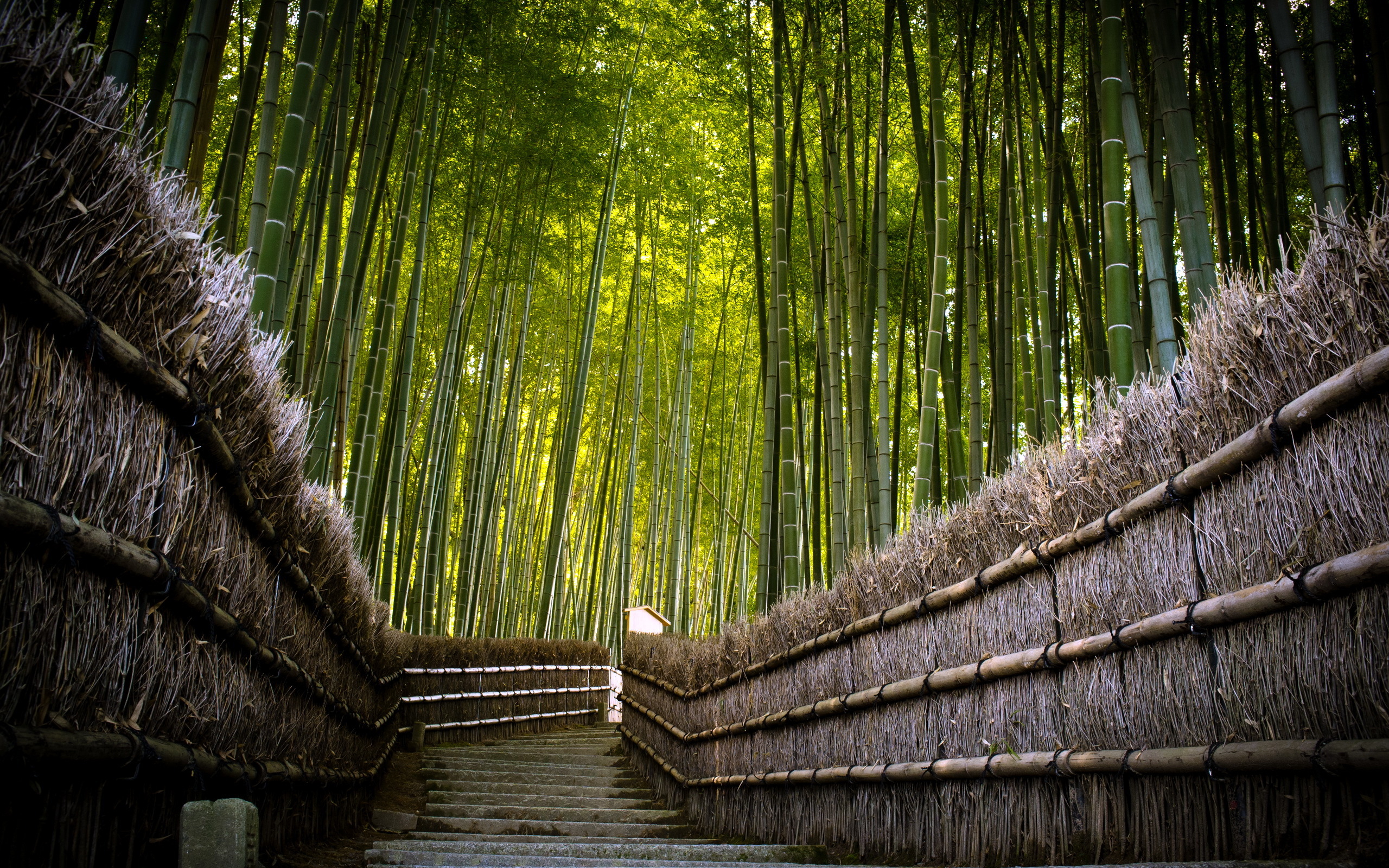 Descarga gratis la imagen Bambú, Tierra/naturaleza en el escritorio de tu PC