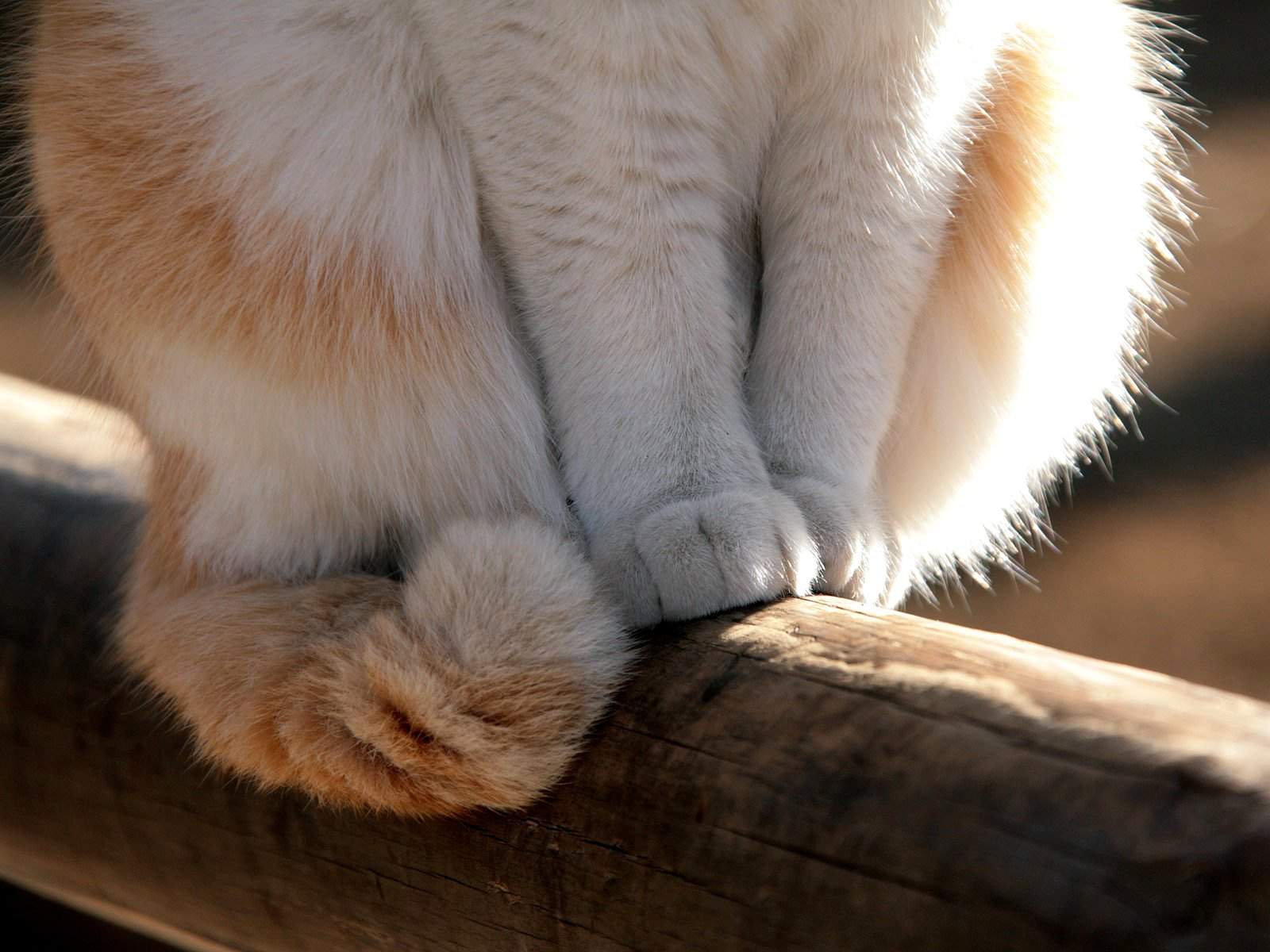 Téléchargez des papiers peints mobile Animaux, Chat gratuitement.