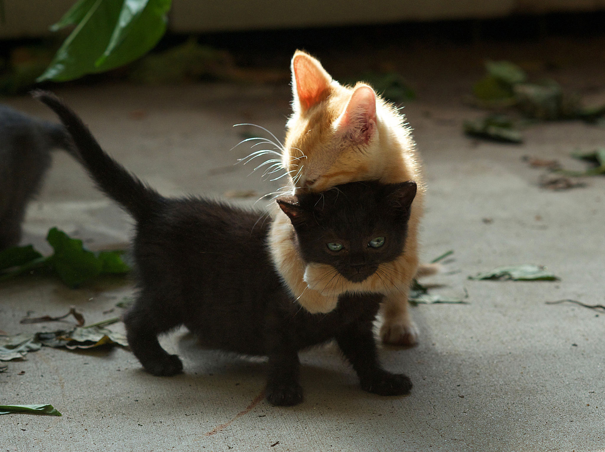 animals, red, black, couple, pair, redhead, playful, kittens