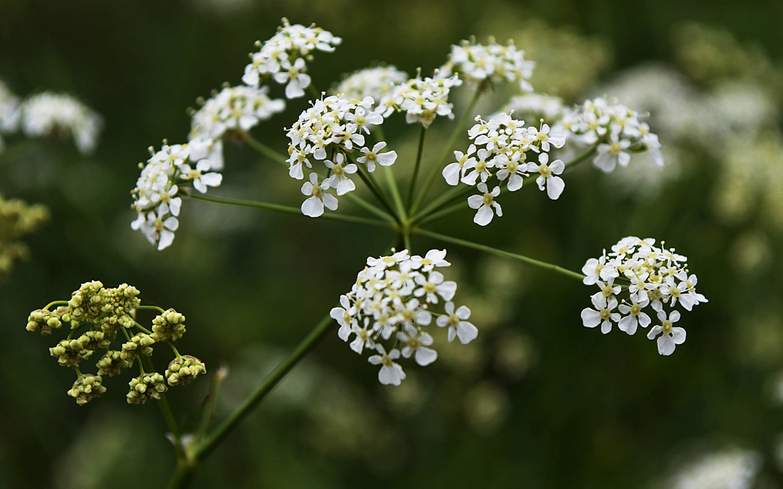 Free download wallpaper Flowers, Flower, Earth on your PC desktop