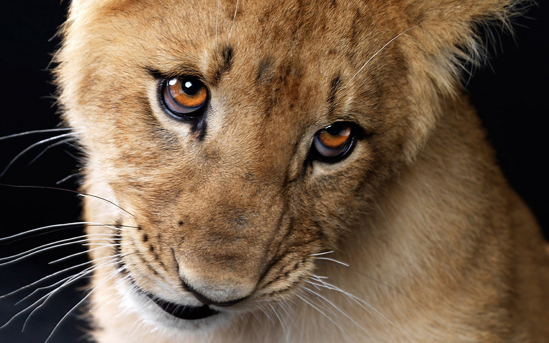 Téléchargez gratuitement l'image Animaux, Chats, Lion sur le bureau de votre PC