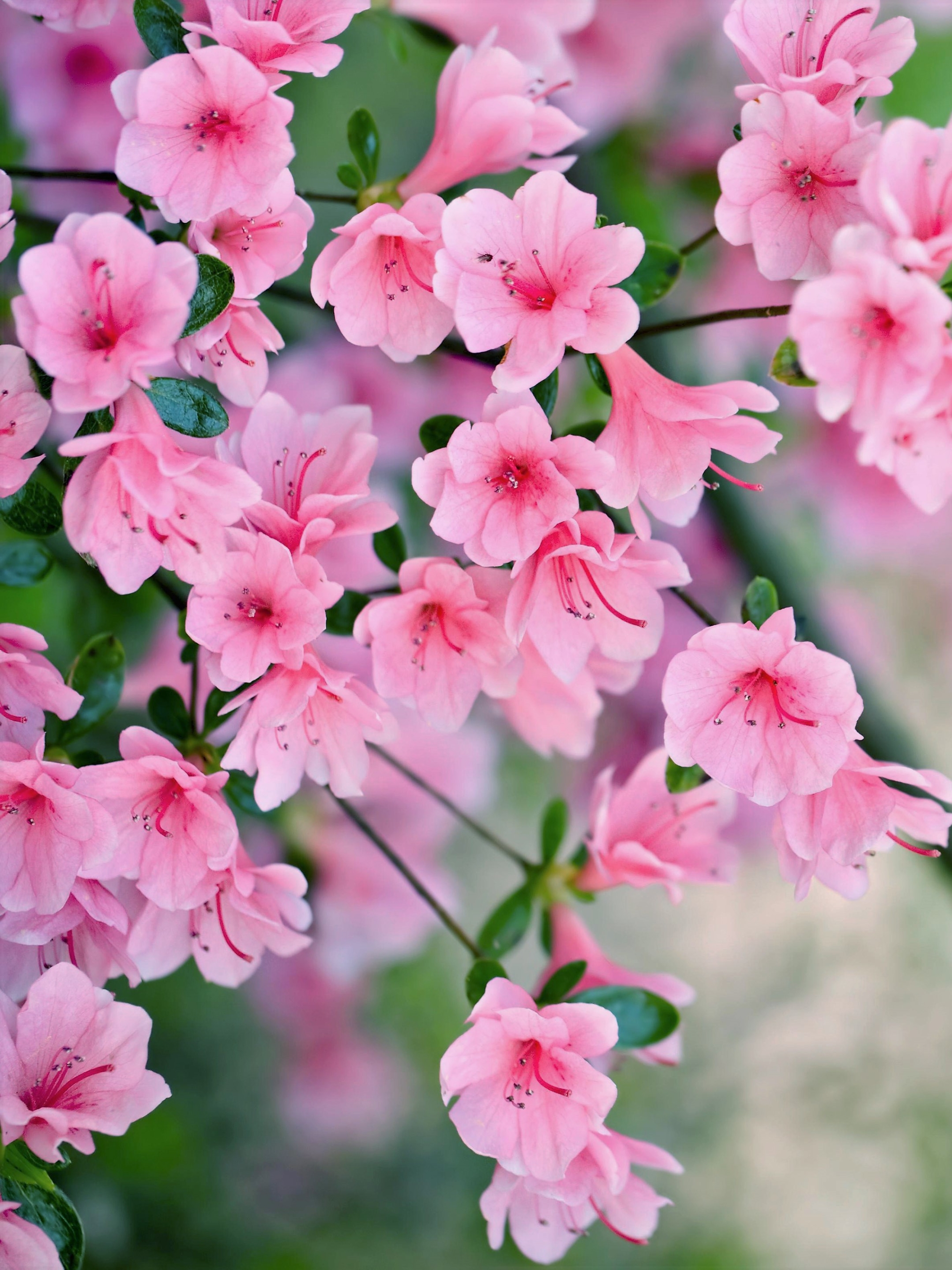 Скачать картинку Цветок, Весна, Цвести, Земля/природа, Розовый Цветок, Флауэрсы в телефон бесплатно.