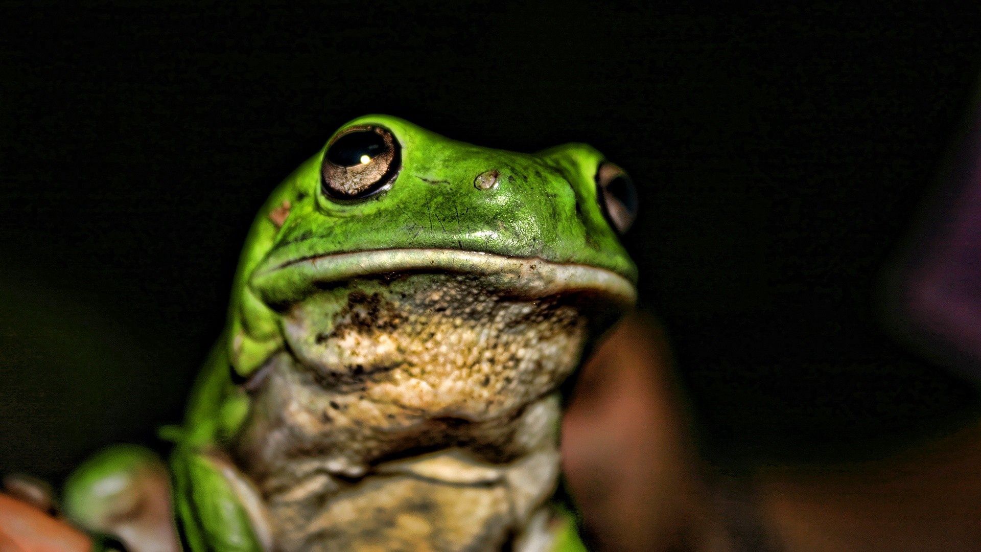 Download mobile wallpaper Animals, Muzzle, Shadow, Frog, Color, Bright for free.