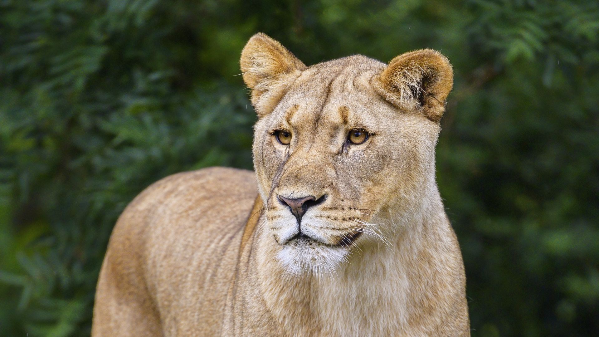 Descarga gratuita de fondo de pantalla para móvil de Animales, Gatos, León.