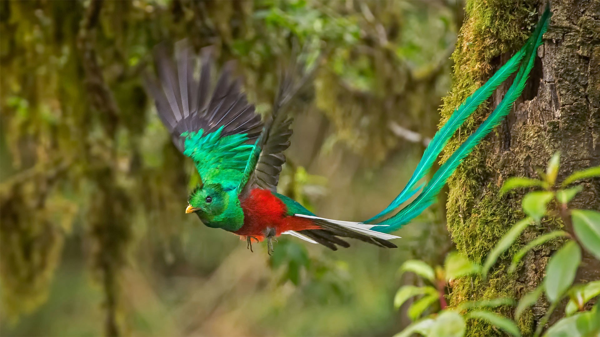 432019 descargar fondo de pantalla quetzal, animales, ave, aves: protectores de pantalla e imágenes gratis