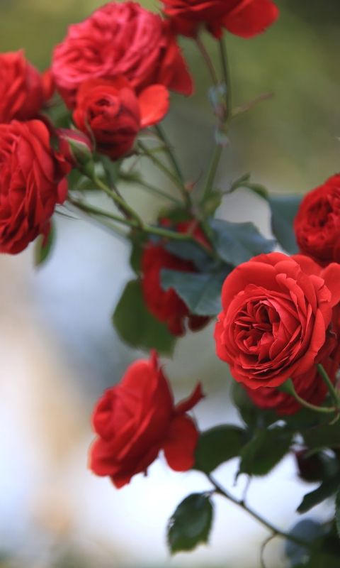 Download mobile wallpaper Flowers, Flower, Rose, Earth for free.