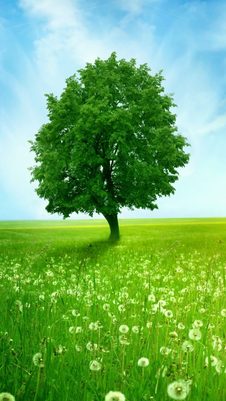 Baixar papel de parede para celular de Árvores, Grama, Árvore, Campo, Dente De Leão, Terra/natureza, Árvore Solitária gratuito.