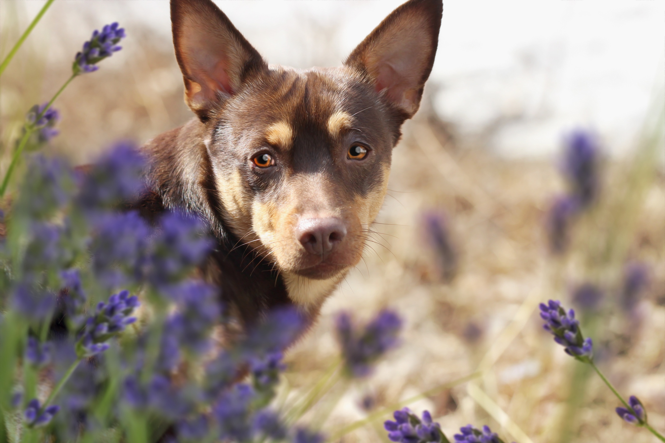 Handy-Wallpaper Tiere, Hunde, Hund, Starren kostenlos herunterladen.