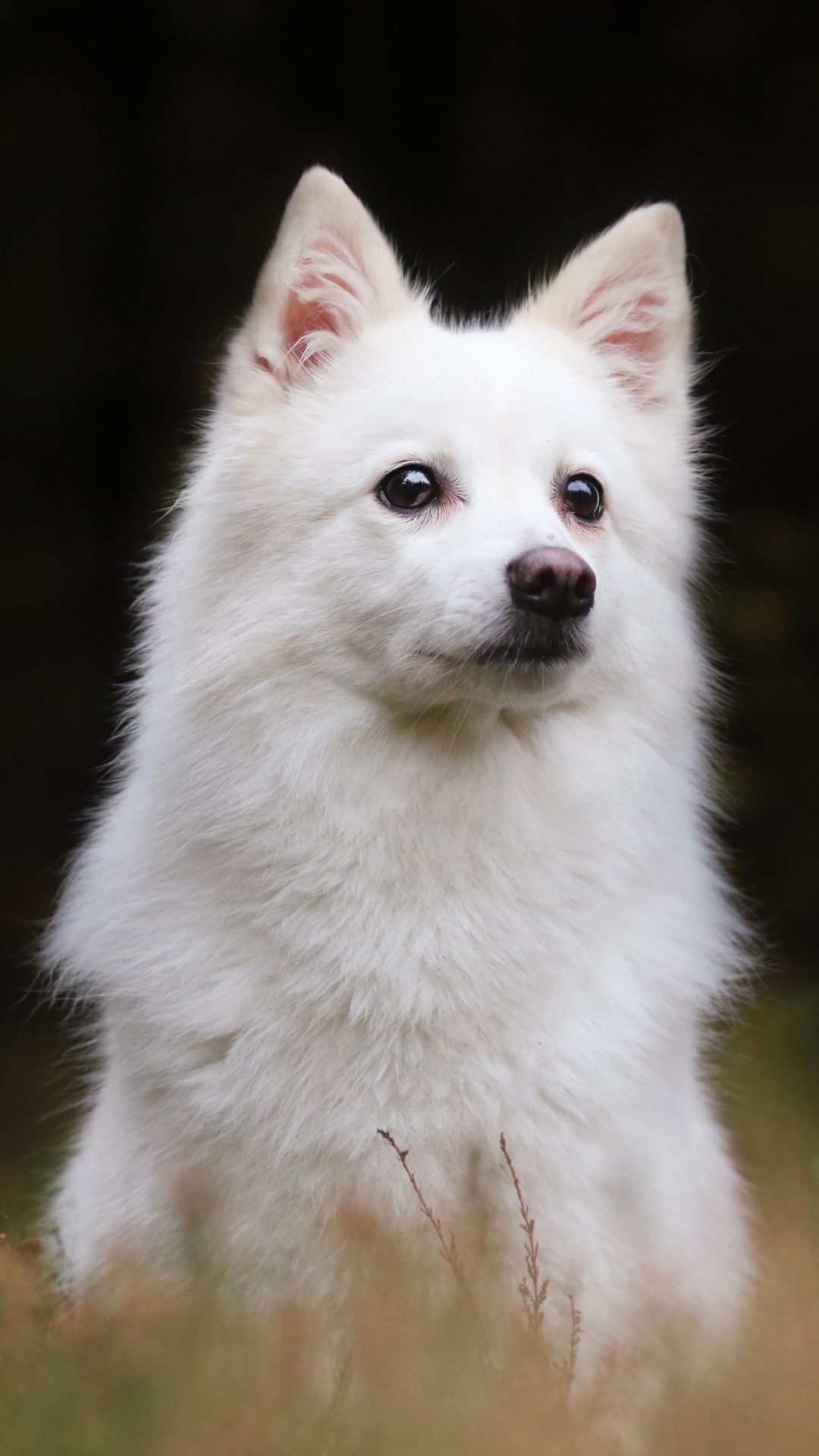 Скачать обои Американская Эскимосская Собака на телефон бесплатно