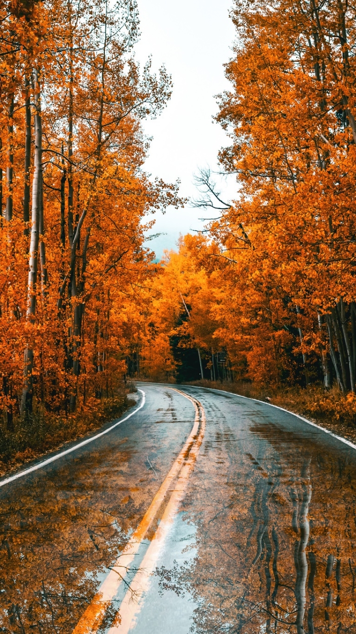 Descarga gratuita de fondo de pantalla para móvil de Naturaleza, Otoño, Reflexión, Bosque, Carretera, Hecho Por El Hombre, Reflejo.