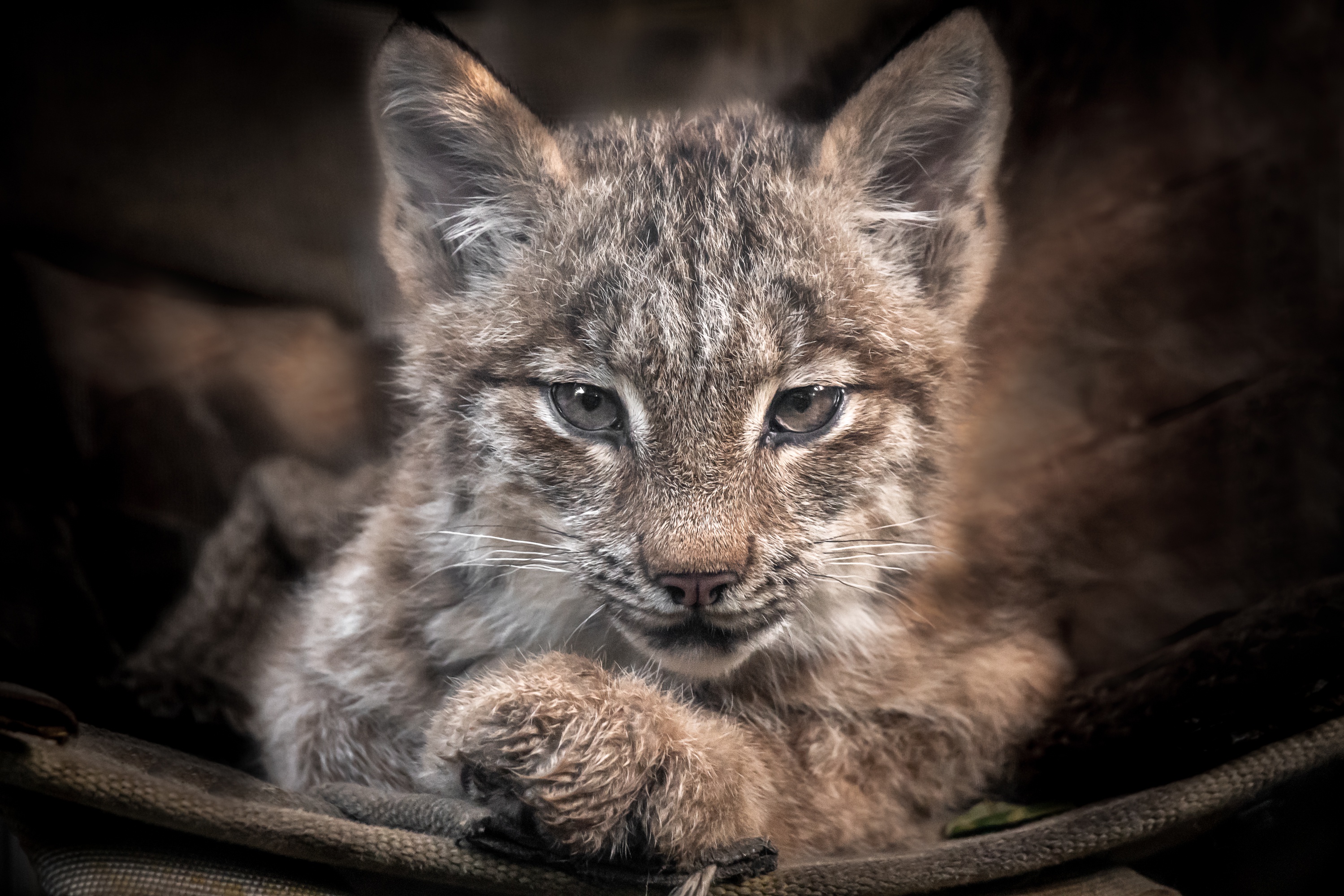 Download mobile wallpaper Cats, Animal, Baby Animal, Lynx, Stare, Cub for free.