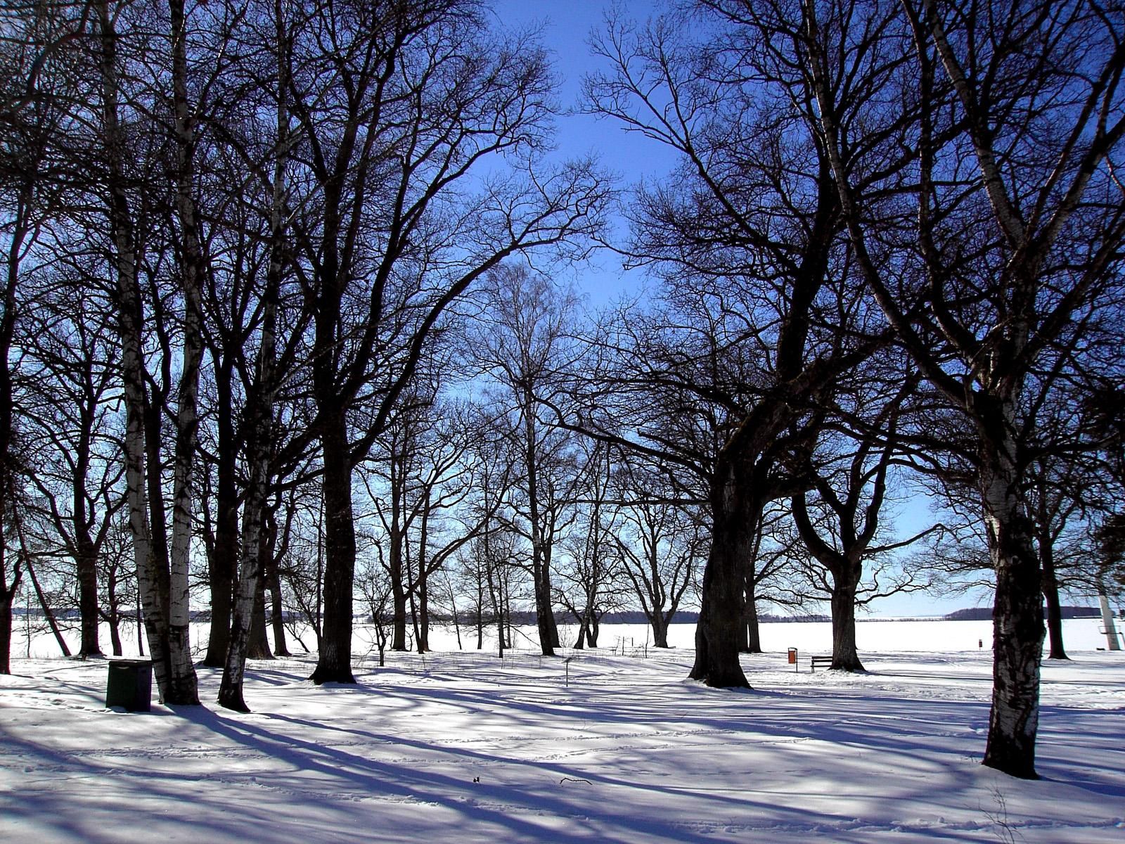 69314 скачать картинку зима, природа, деревья, снег, тишина, роща - обои и заставки бесплатно