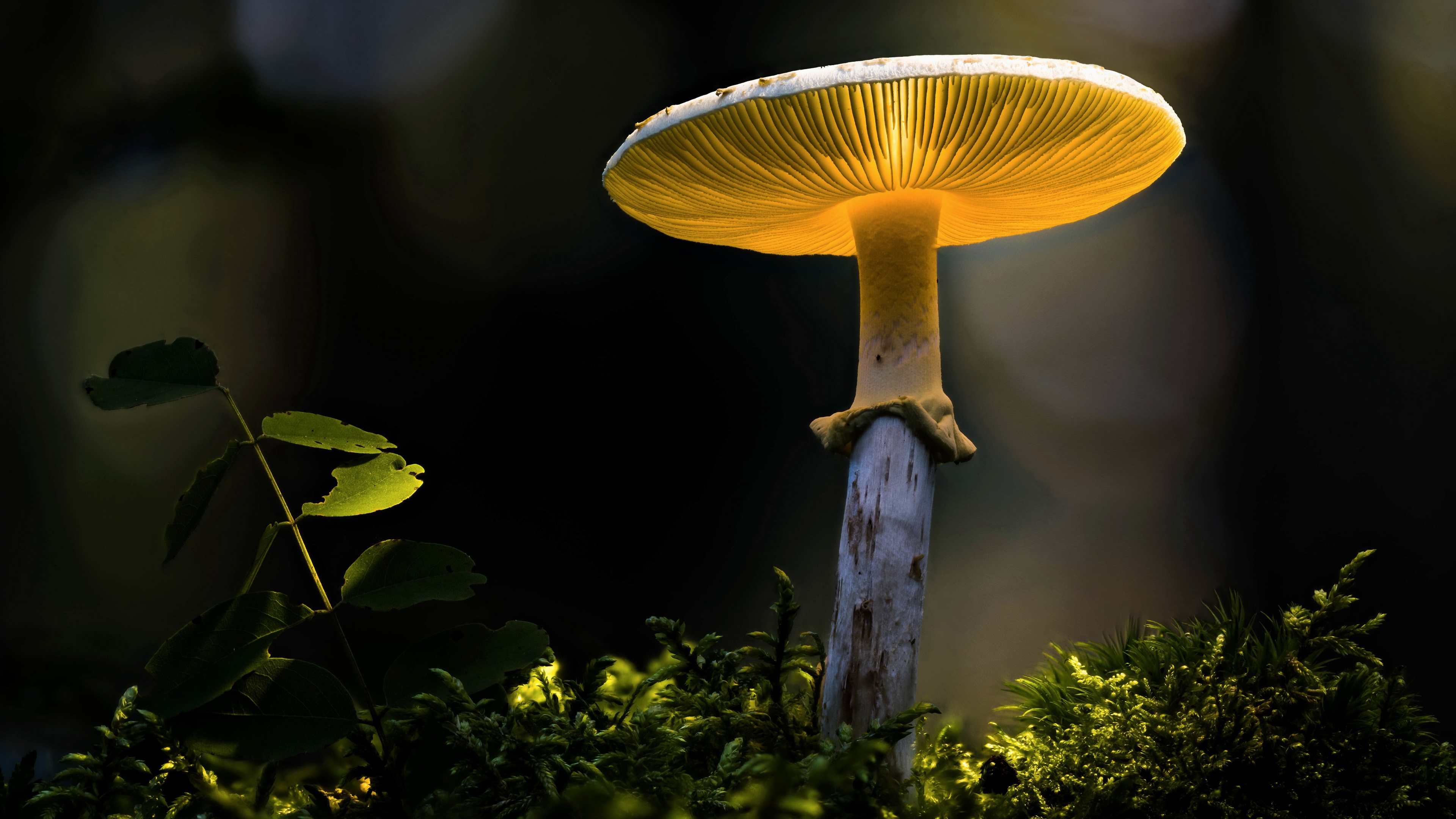 Free download wallpaper Nature, Macro, Earth, Mushroom on your PC desktop