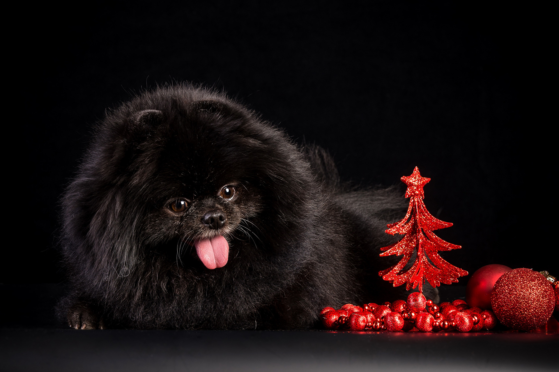 Скачать обои бесплатно Животные, Собаки, Собака, Рождество, Рождественская Елка, Шпиц картинка на рабочий стол ПК