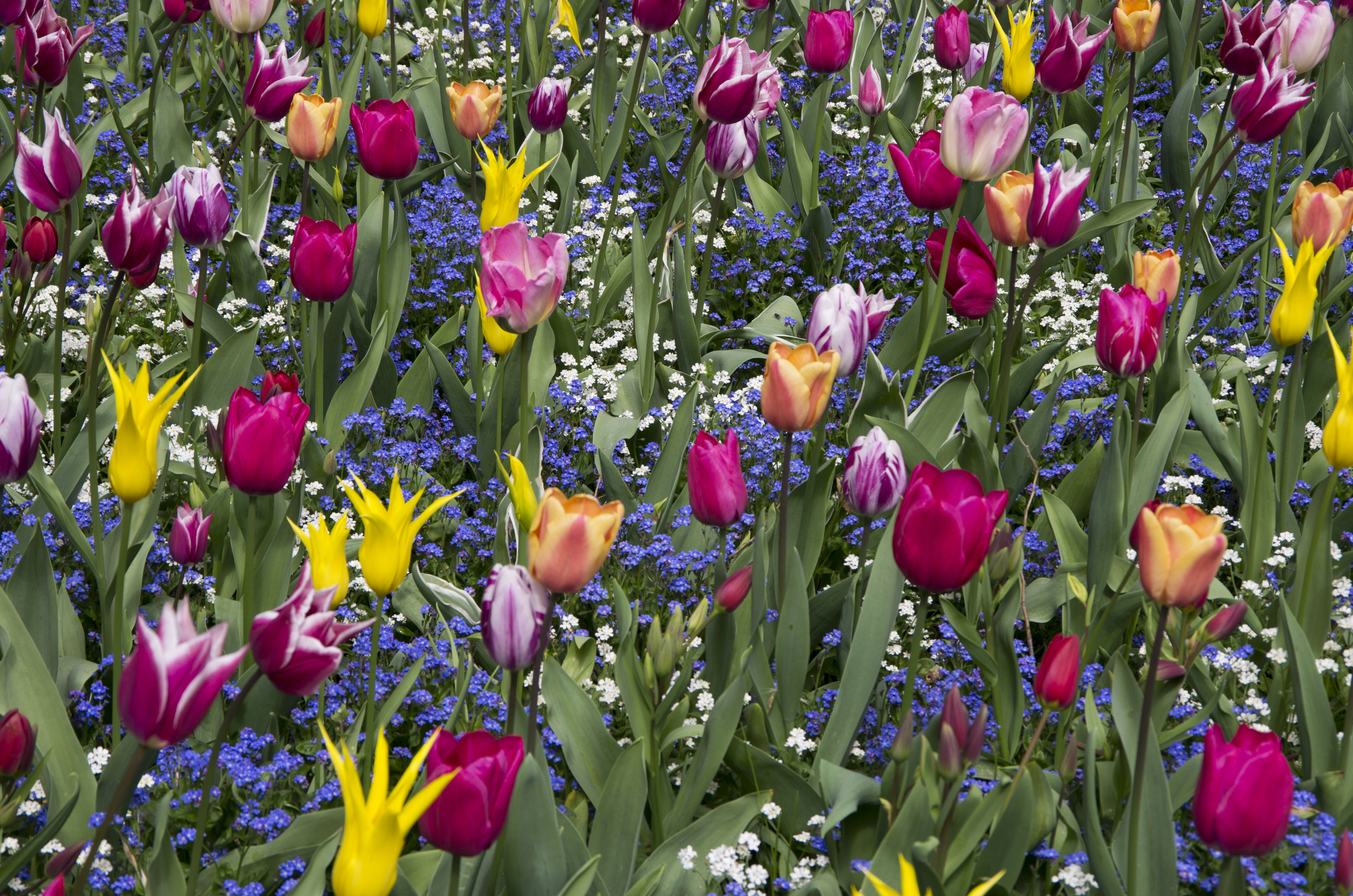 Laden Sie das Natur, Blumen, Sommer, Blume, Tulpe, Gelbe Blume, Erde/natur, Pinke Blume-Bild kostenlos auf Ihren PC-Desktop herunter