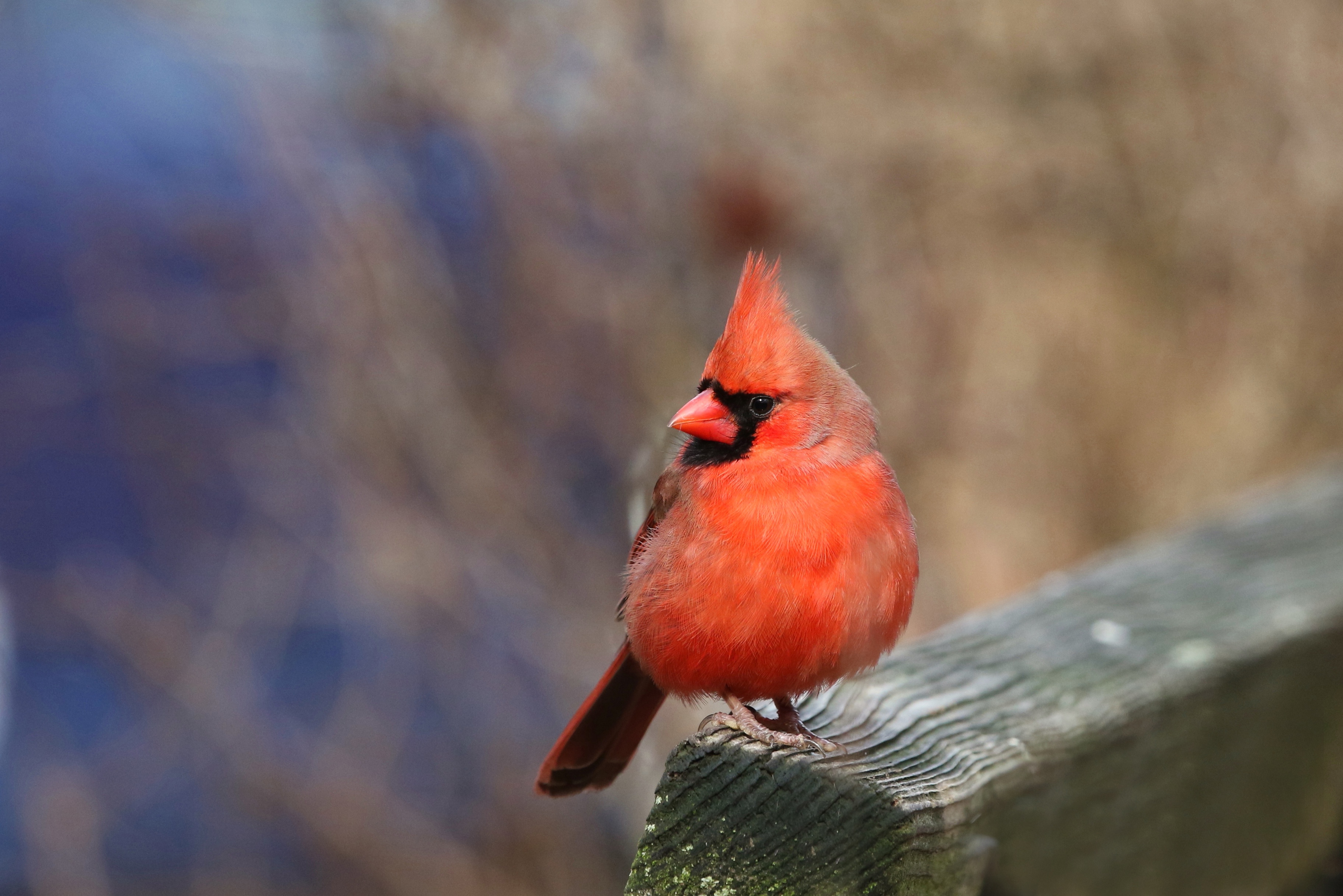 Laden Sie das Tiere, Vögel, Vogel, Kardinal, Nördlicher Kardinal-Bild kostenlos auf Ihren PC-Desktop herunter