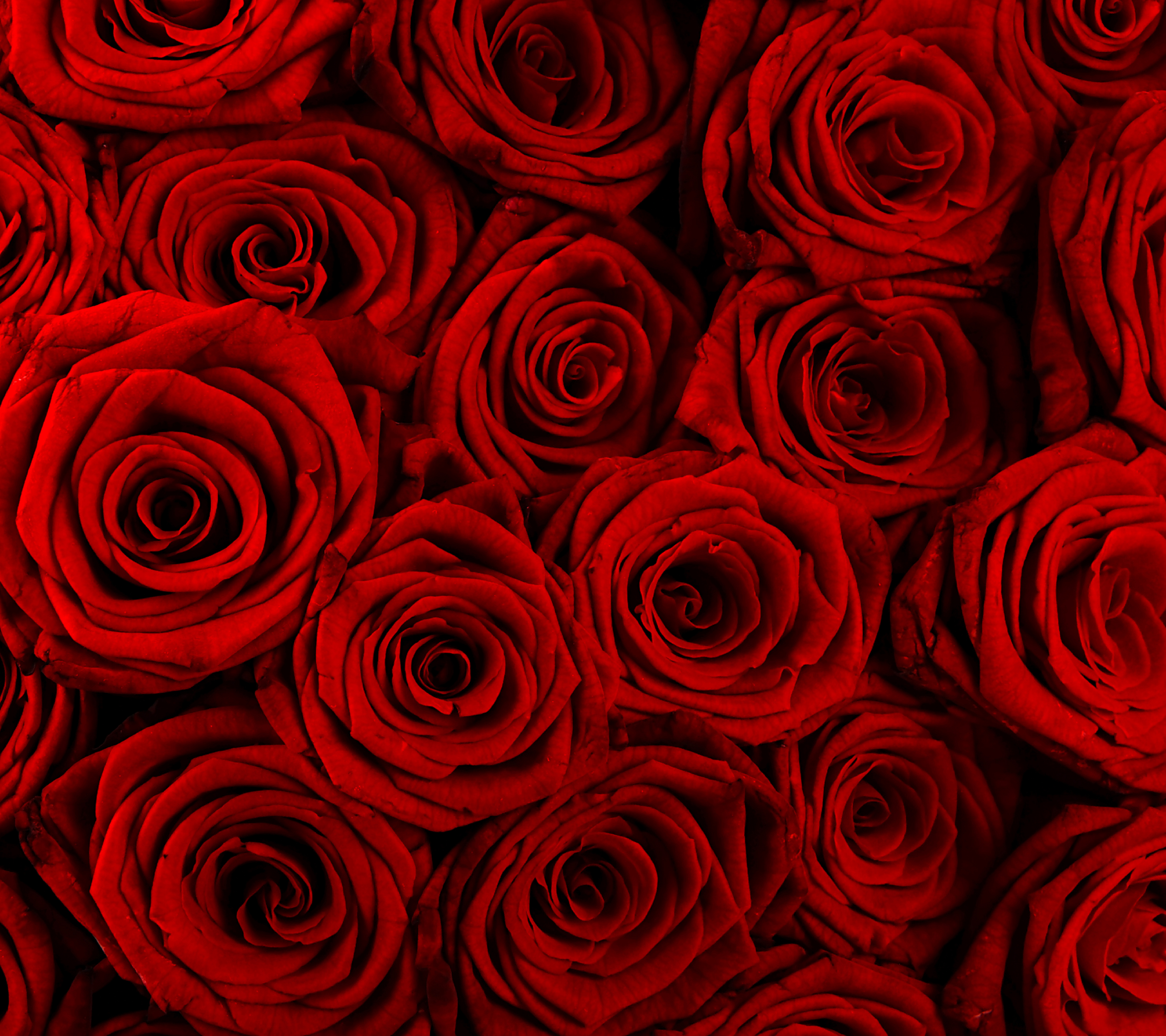 Free download wallpaper Flowers, Rose, Close Up, Earth, Red Flower on your PC desktop