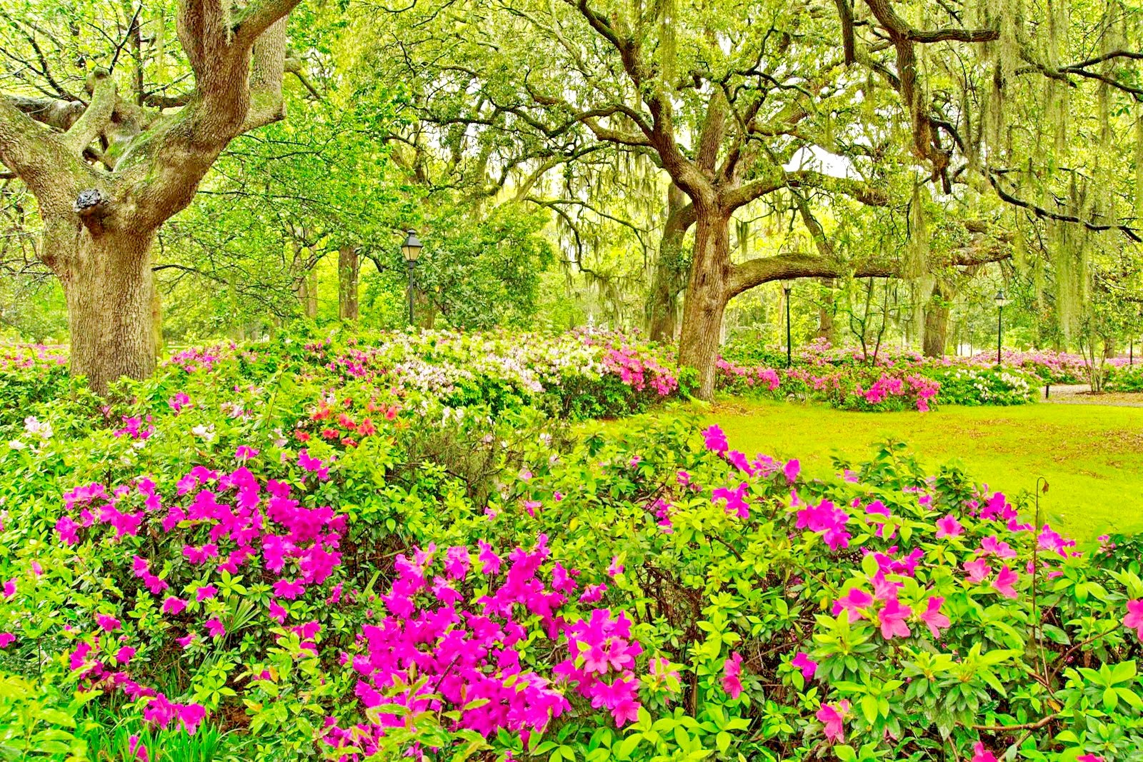 Скачать обои бесплатно Цветок, Парк, Дерево, Зеленый, Весна, Земля/природа картинка на рабочий стол ПК