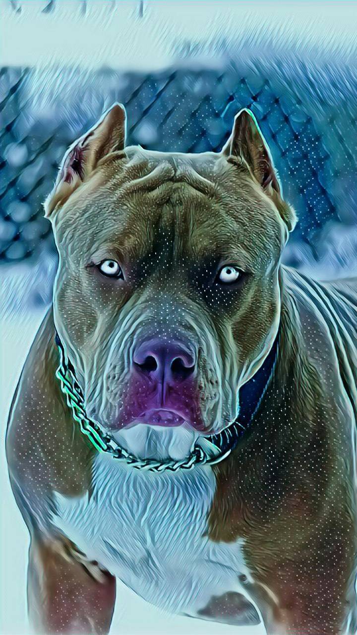 Download mobile wallpaper Dogs, Dog, Animal, Pit Bull for free.