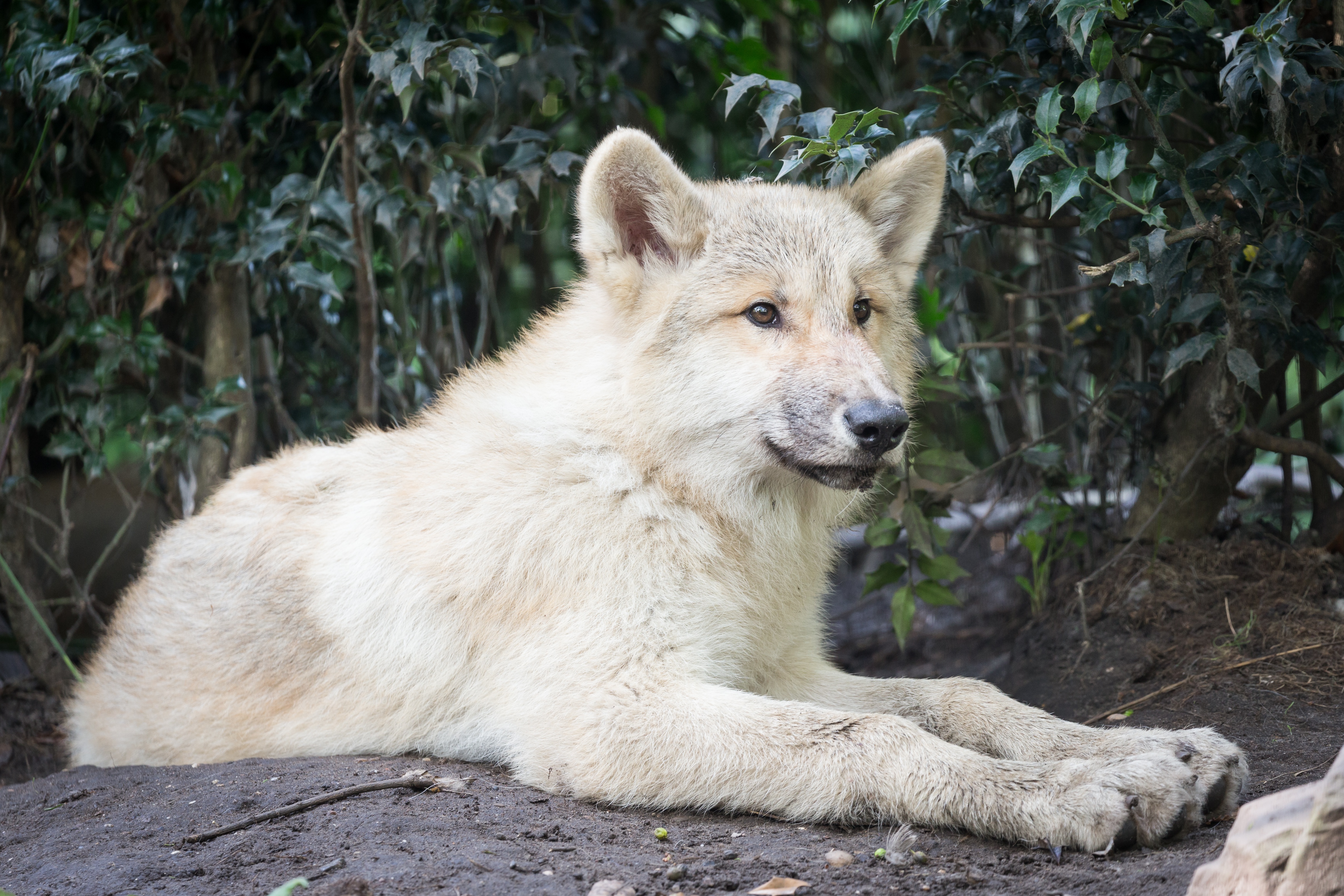 Téléchargez des papiers peints mobile Animaux, Loup, Lionceau, Bébé Animal, Wolves gratuitement.