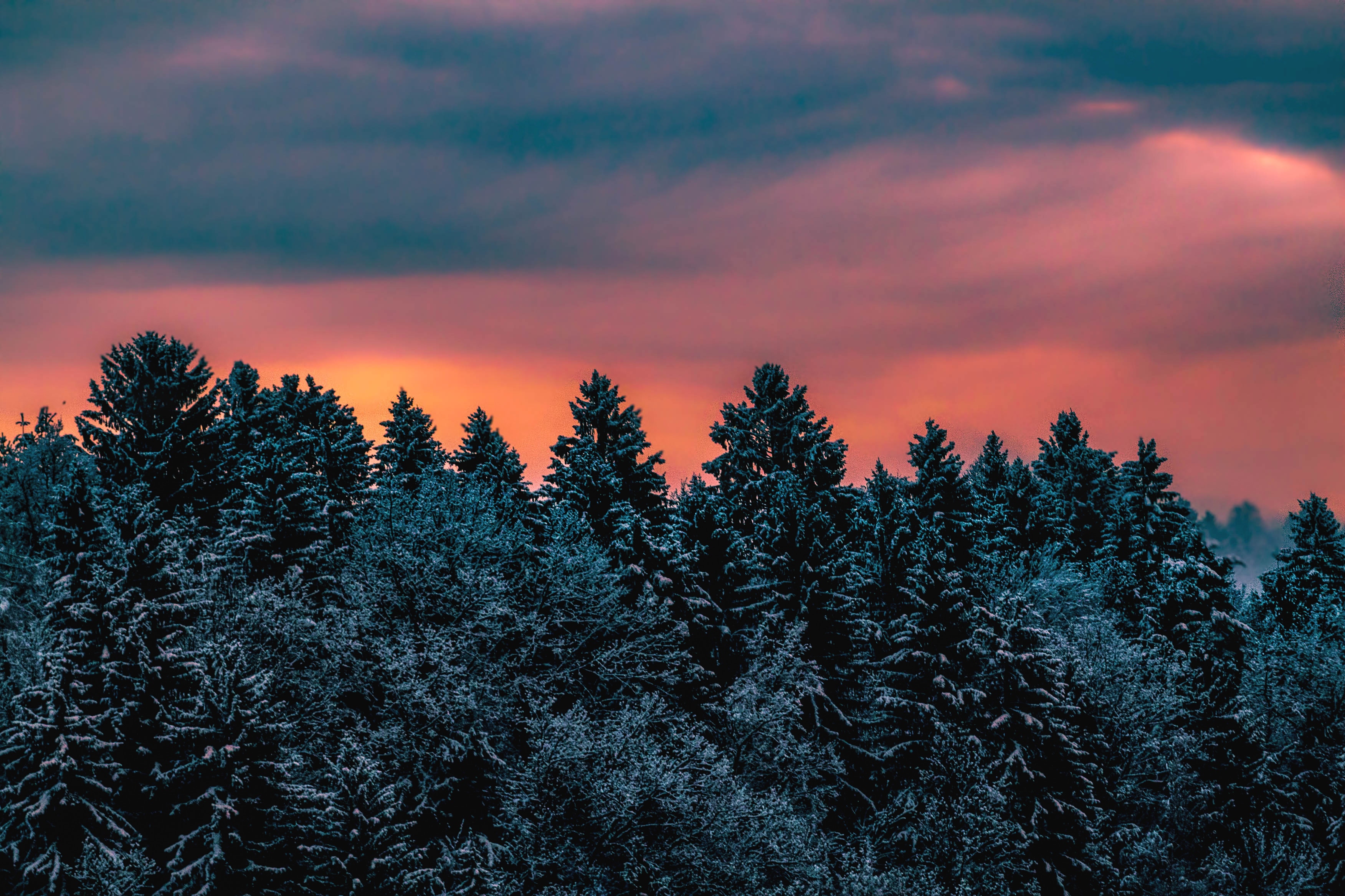無料モバイル壁紙自然, 木, 雪に覆われた, 積雪, スロベニア, 冬, スカイをダウンロードします。