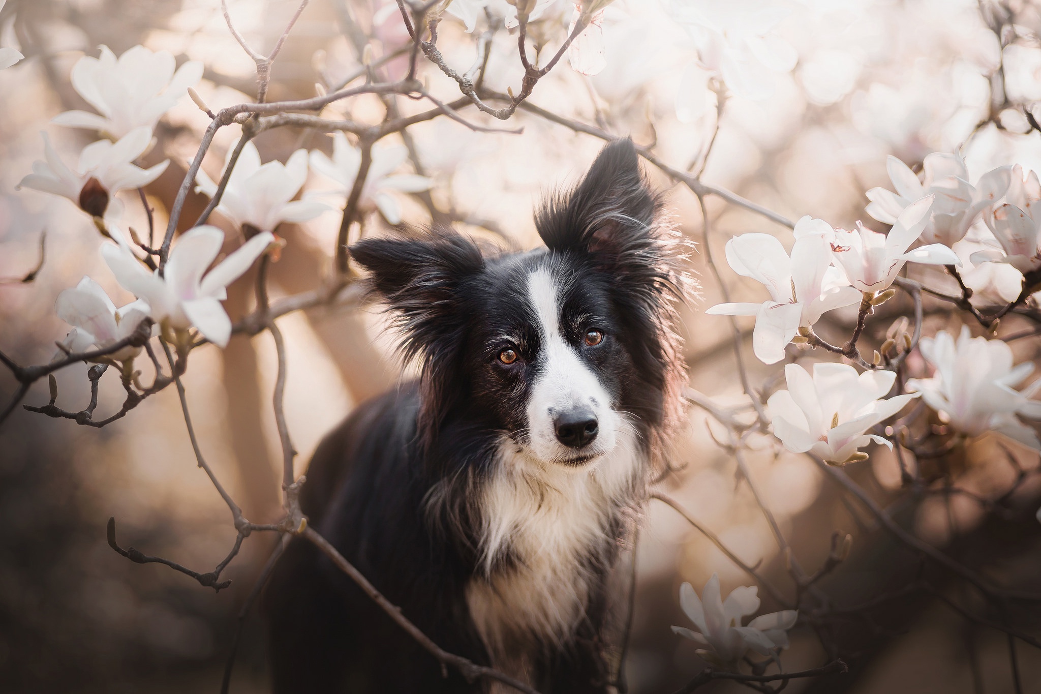 Download mobile wallpaper Dogs, Flower, Dog, Animal, Magnolia, Border Collie for free.