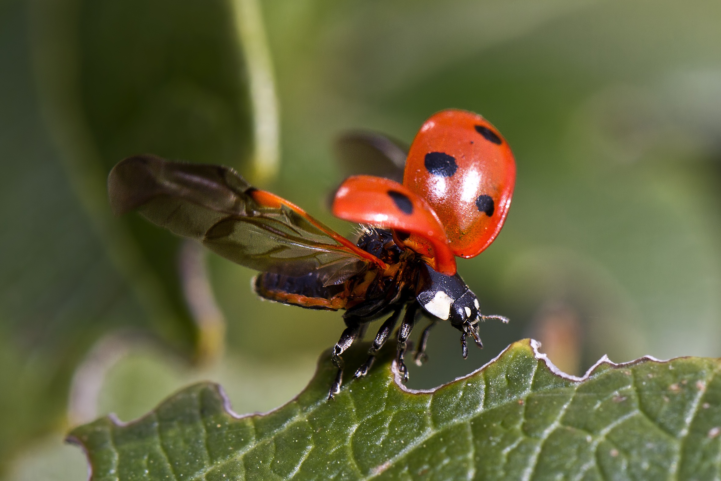 ladybug, macro, sheet, leaf, insect, wings, ladybird HD wallpaper
