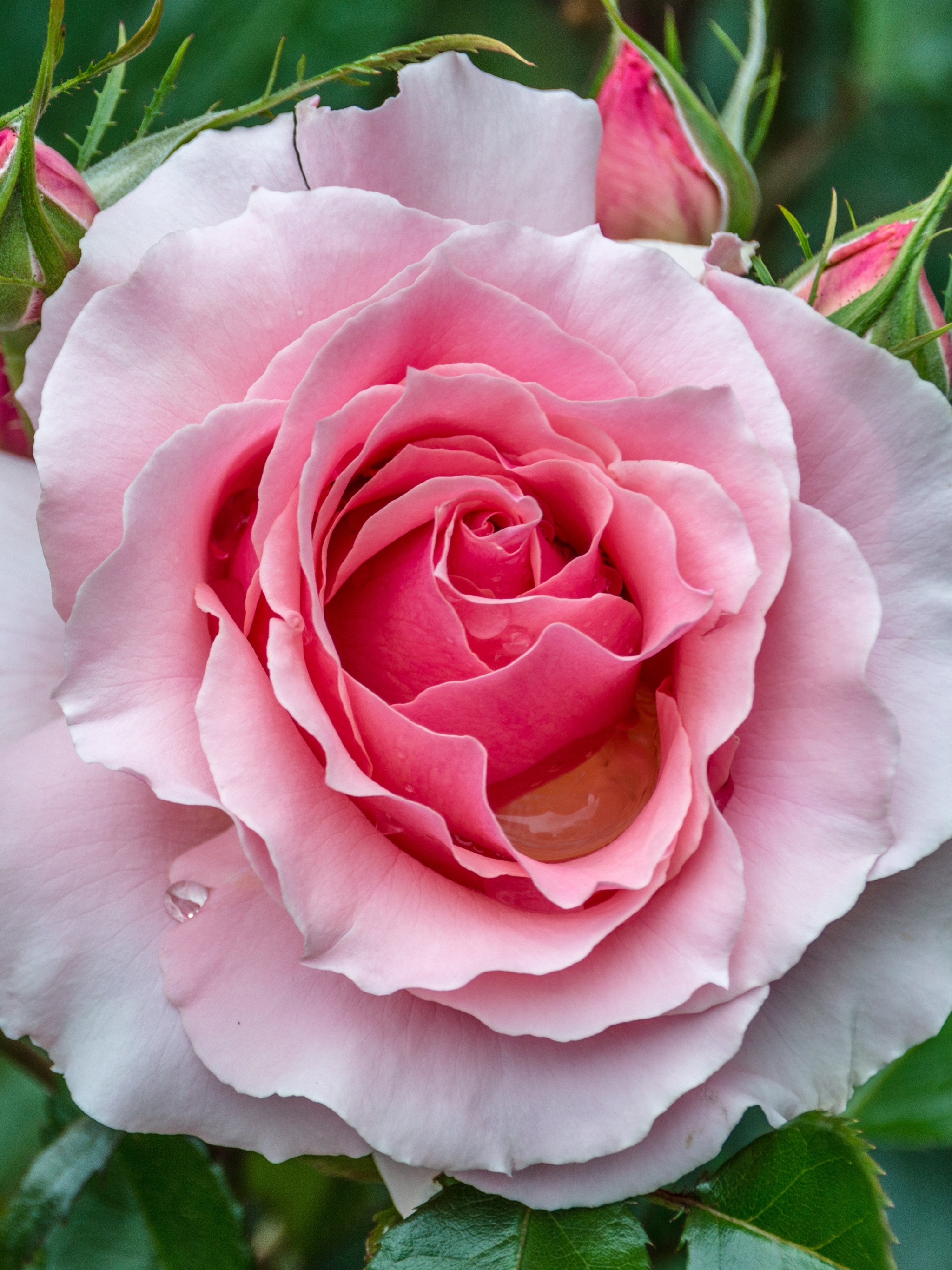 Скачать обои бесплатно Цветок, Роза, Крупный План, Земля/природа, Розовый Цветок, Розовая Роза, Флауэрсы картинка на рабочий стол ПК