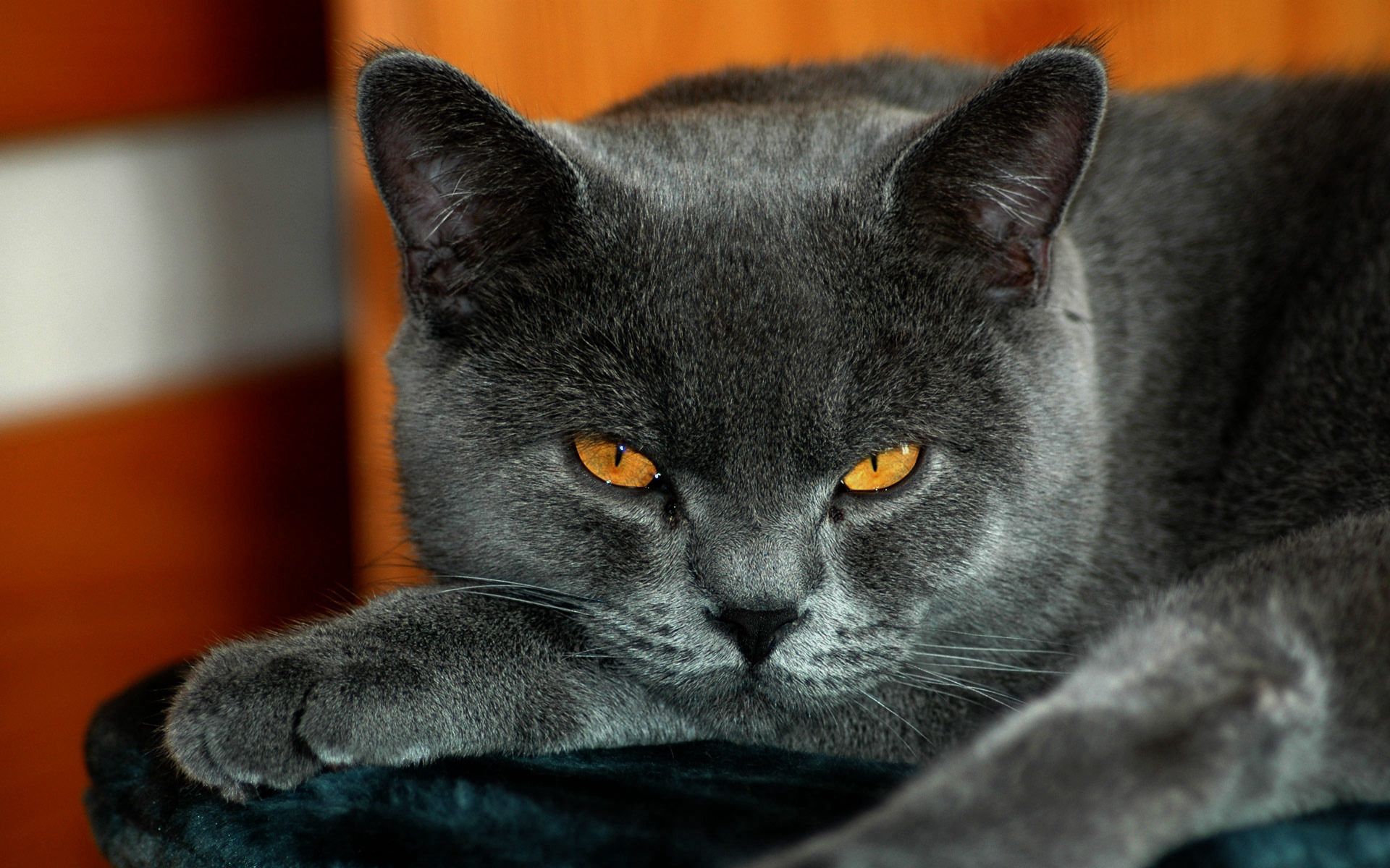 141187 скачать картинку кот, британский, желтые глаза, животные, серый окрас - обои и заставки бесплатно