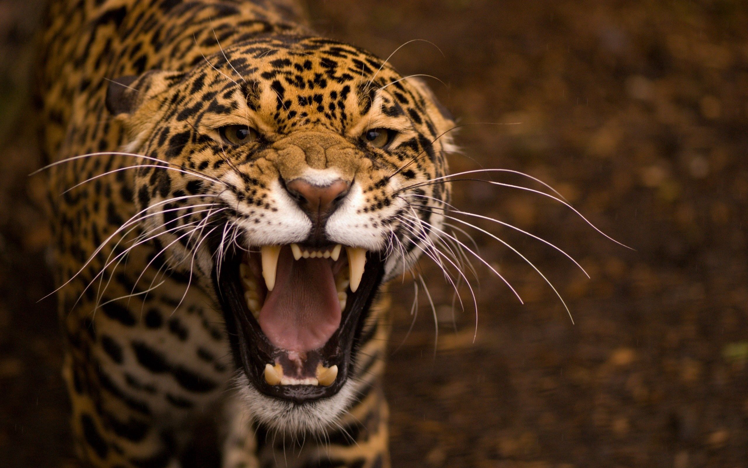 animals, jaguar, aggression, grin, muzzle, predator, anger