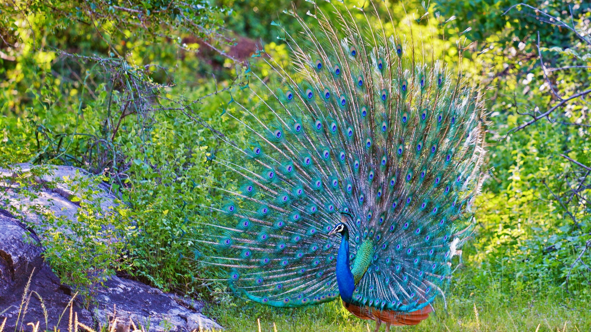Download mobile wallpaper Animal, Peacock for free.