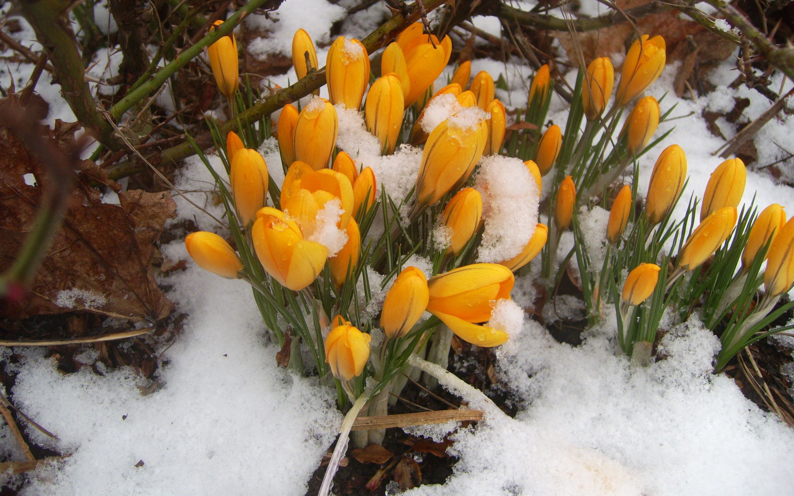 snowdrops, nature, snow, yellow, forest, spring