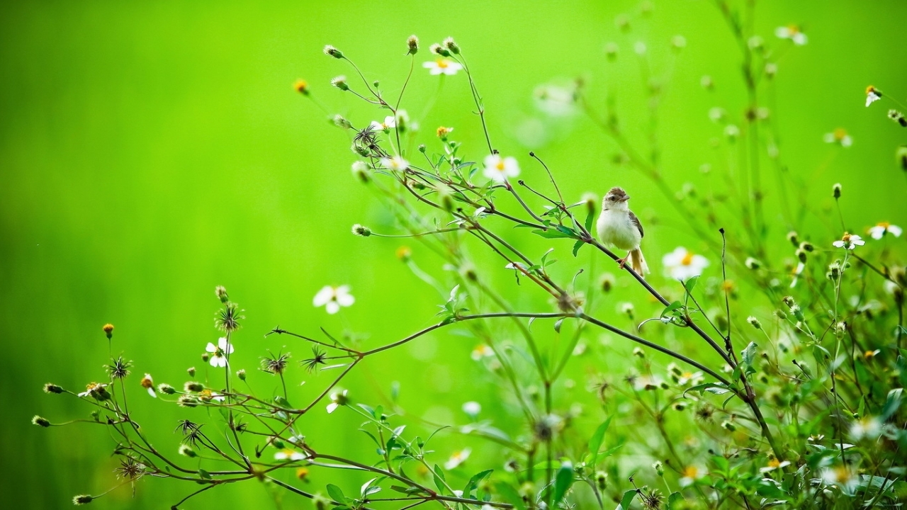 Descarga gratuita de fondo de pantalla para móvil de Animales, Flores, Birds.