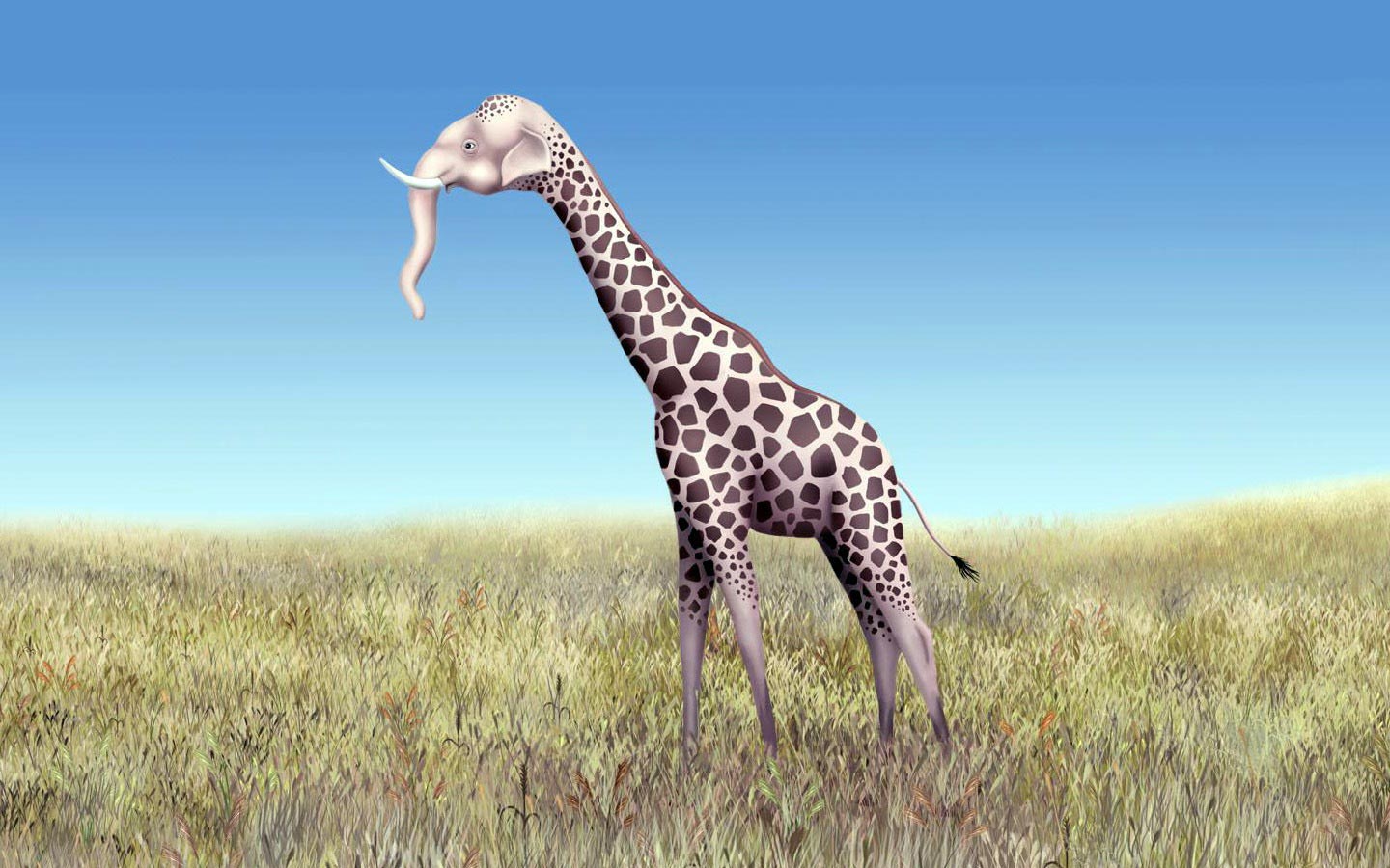 Handy-Wallpaper Humor, Tiere, Giraffe kostenlos herunterladen.
