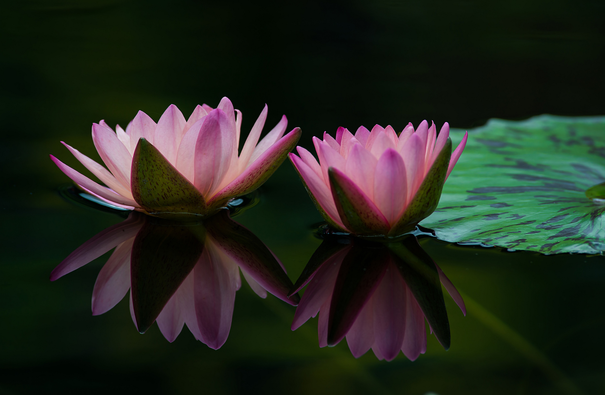 Download mobile wallpaper Nature, Flowers, Water, Lotus, Reflection, Flower, Earth, Pink Flower for free.