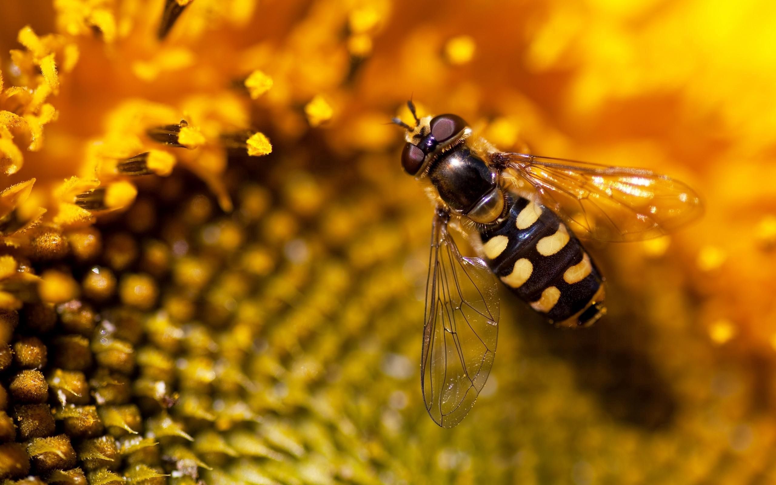 Free download wallpaper Flowers, Macro, Bee, Sunflower, Background on your PC desktop