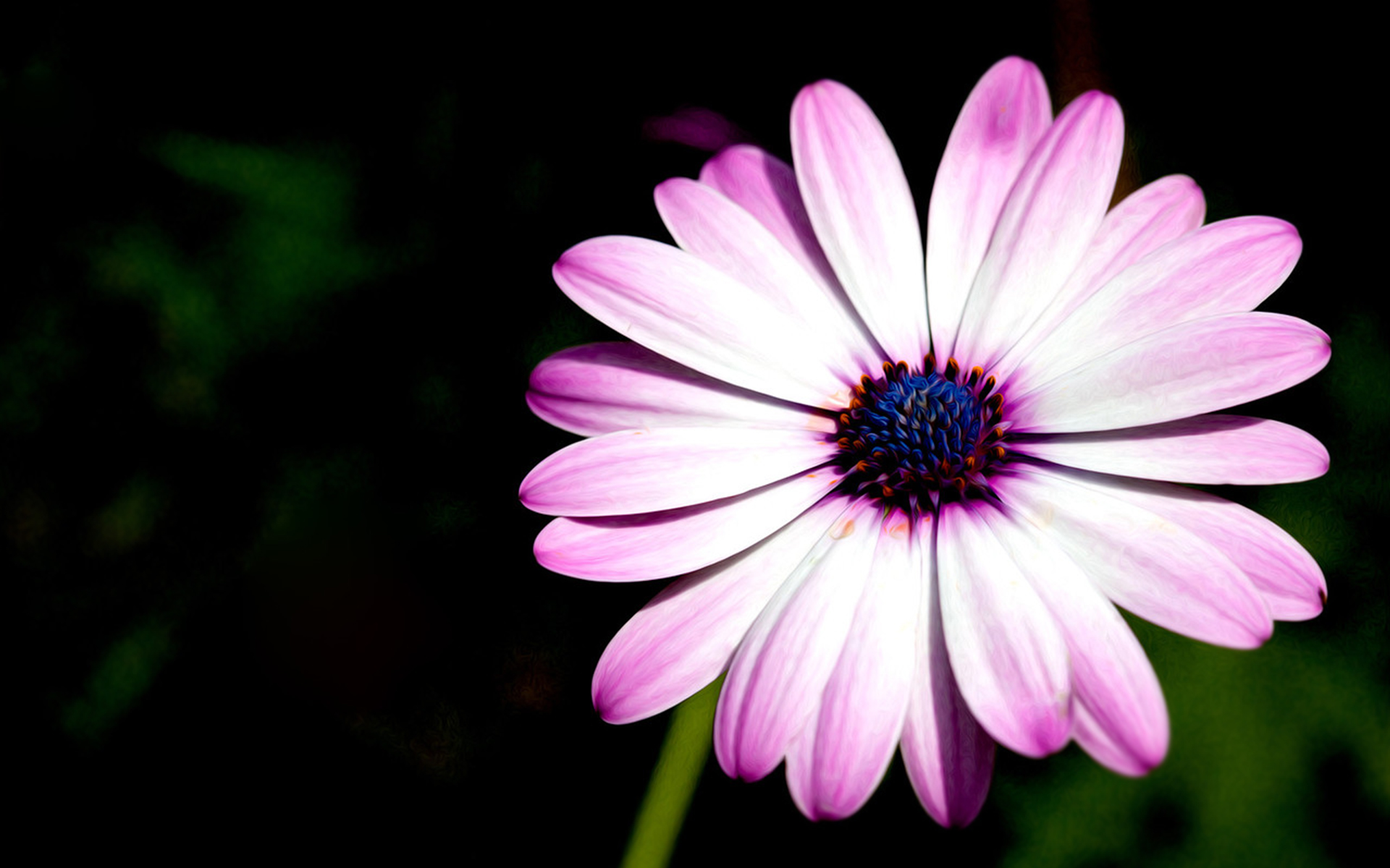 Téléchargez gratuitement l'image Fleurs, Marguerite, Terre/nature sur le bureau de votre PC