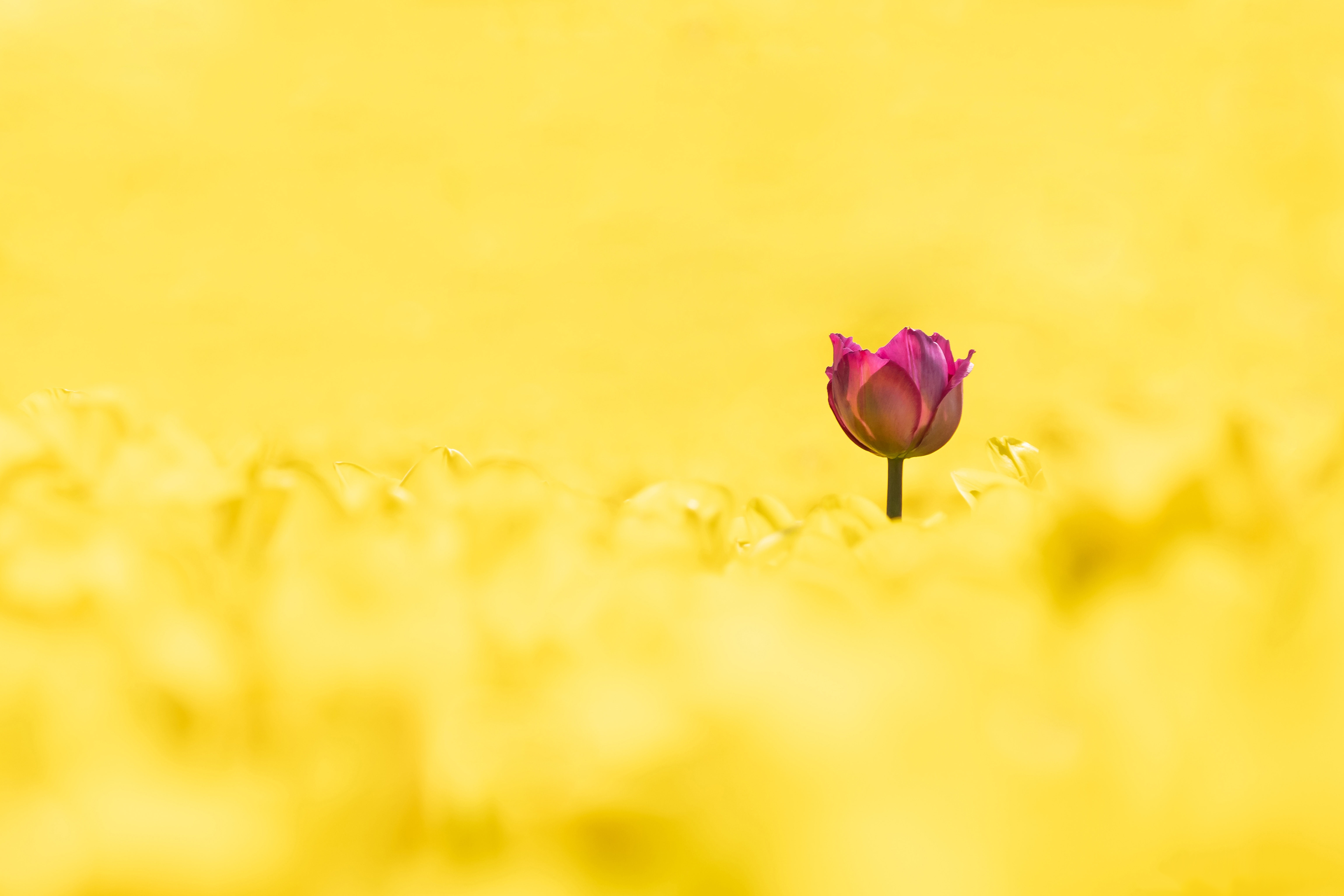 Descarga gratuita de fondo de pantalla para móvil de Flores, Flor Rosa, Tulipán, Tierra/naturaleza.