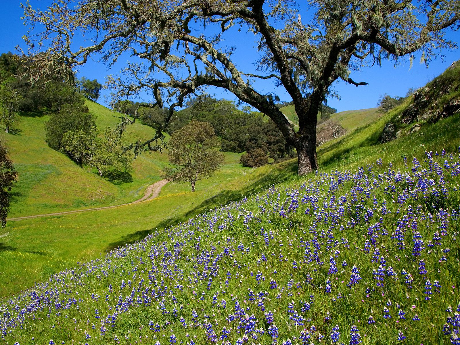 Descarga gratis la imagen Campo, Tierra/naturaleza en el escritorio de tu PC